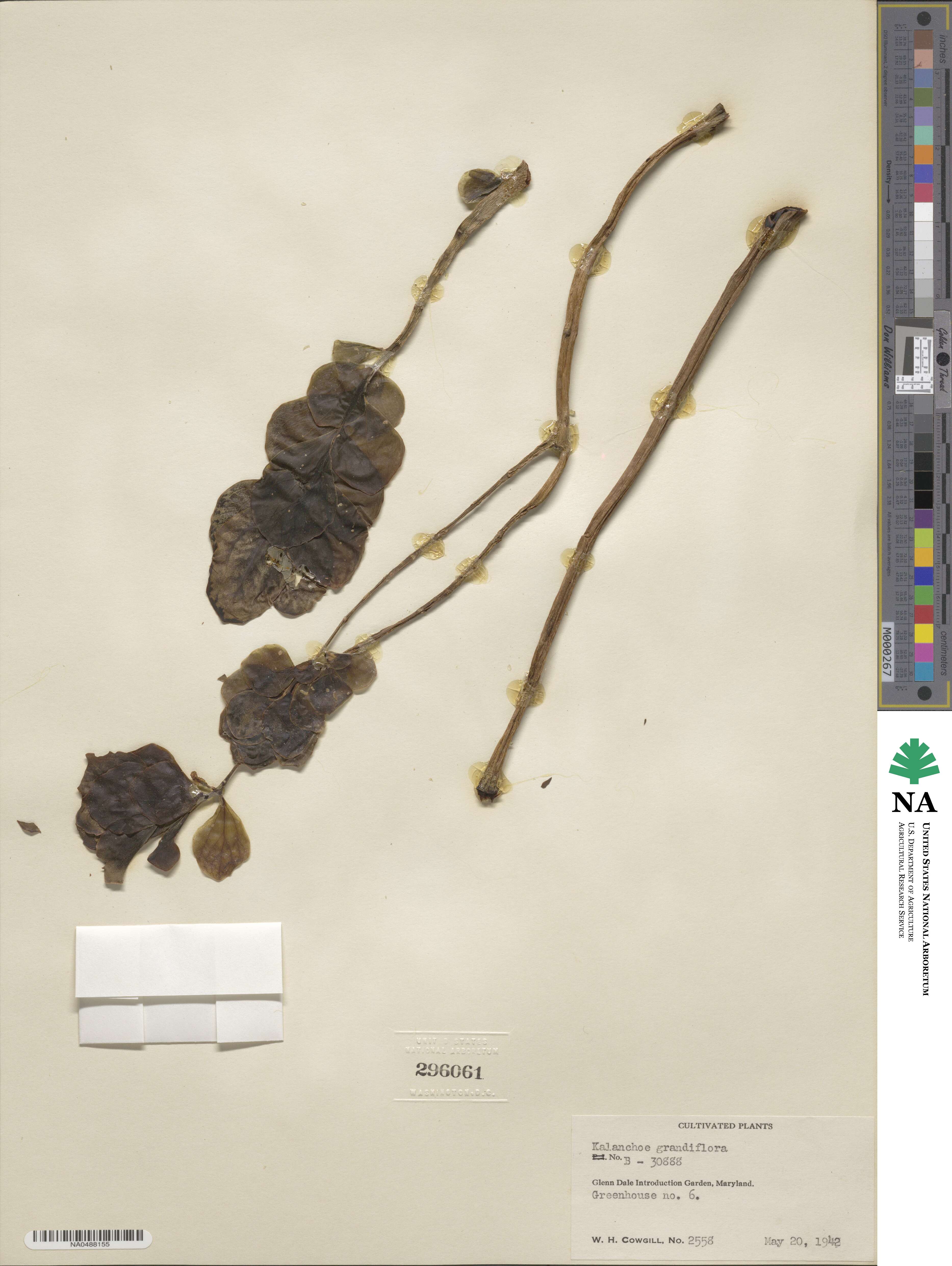 Kalanchoe grandiflora image