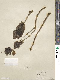 Kalanchoe grandiflora image