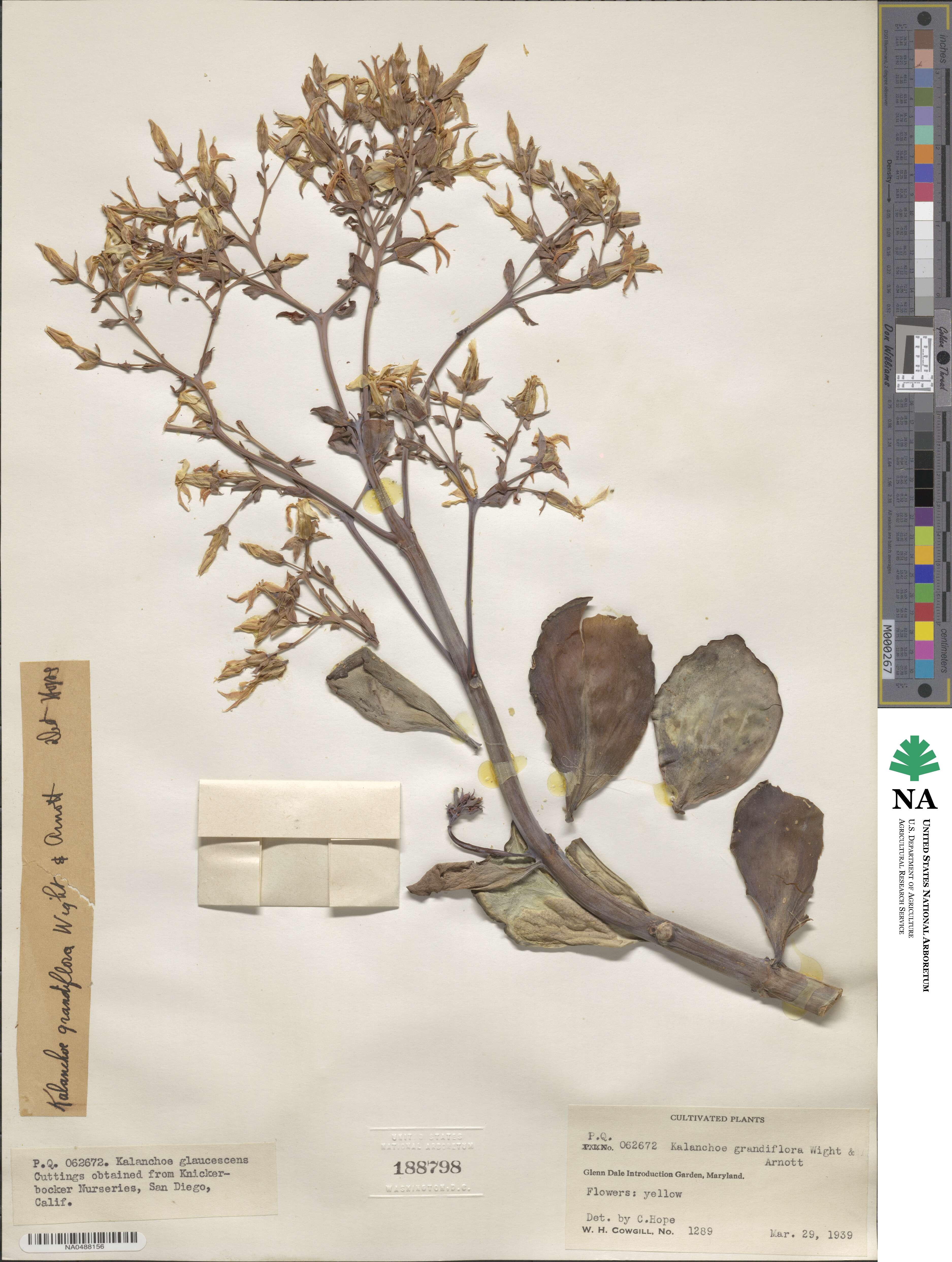 Kalanchoe grandiflora image
