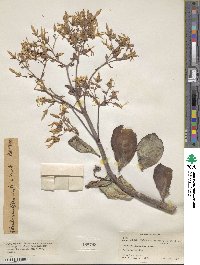 Kalanchoe grandiflora image