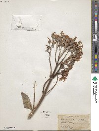 Kalanchoe grandiflora image