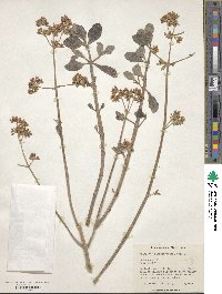 Kalanchoe hildebrandtii image