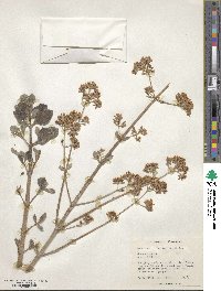 Kalanchoe hildebrandtii image