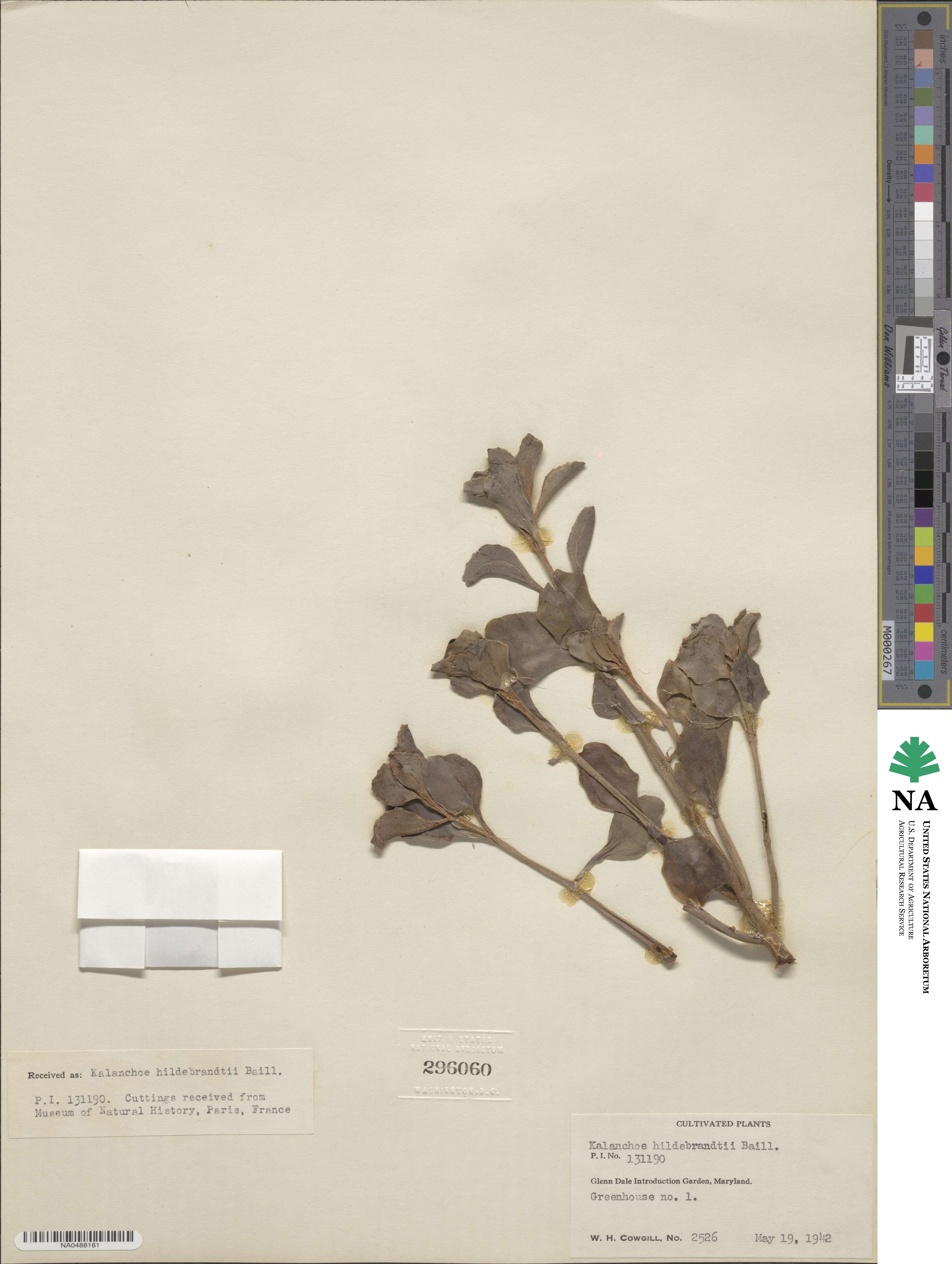 Kalanchoe hildebrandtii image