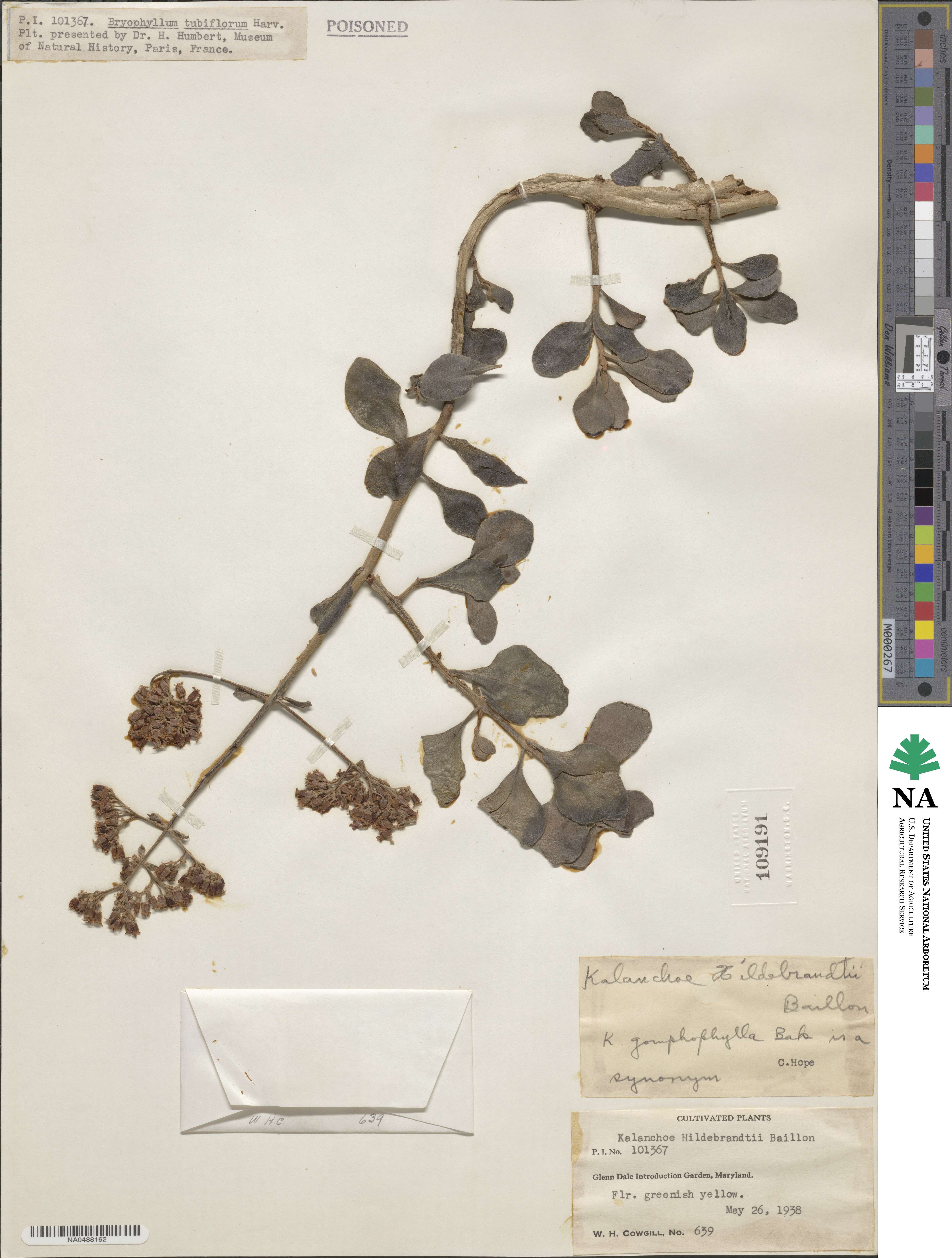 Kalanchoe hildebrandtii image