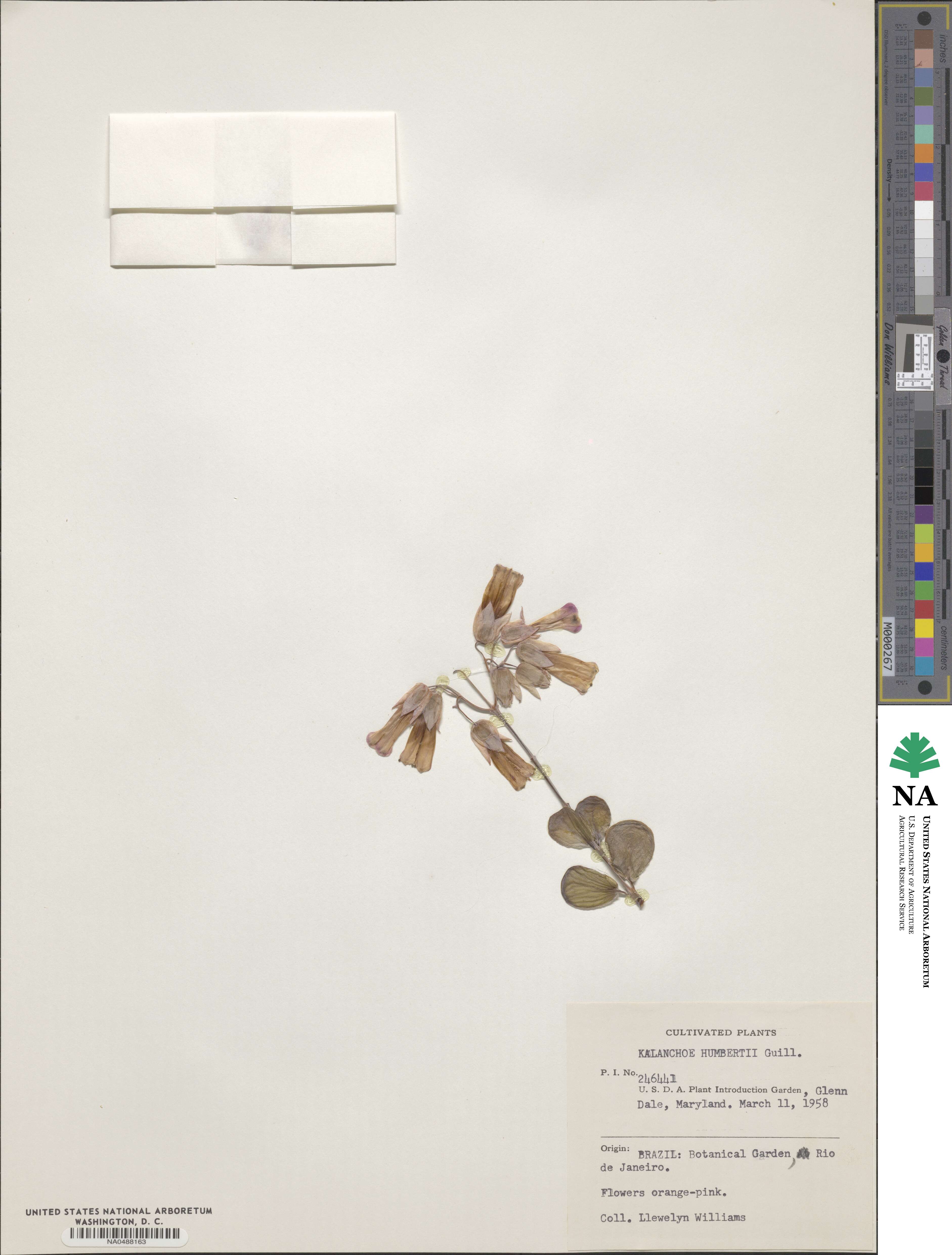 Kalanchoe humbertii image