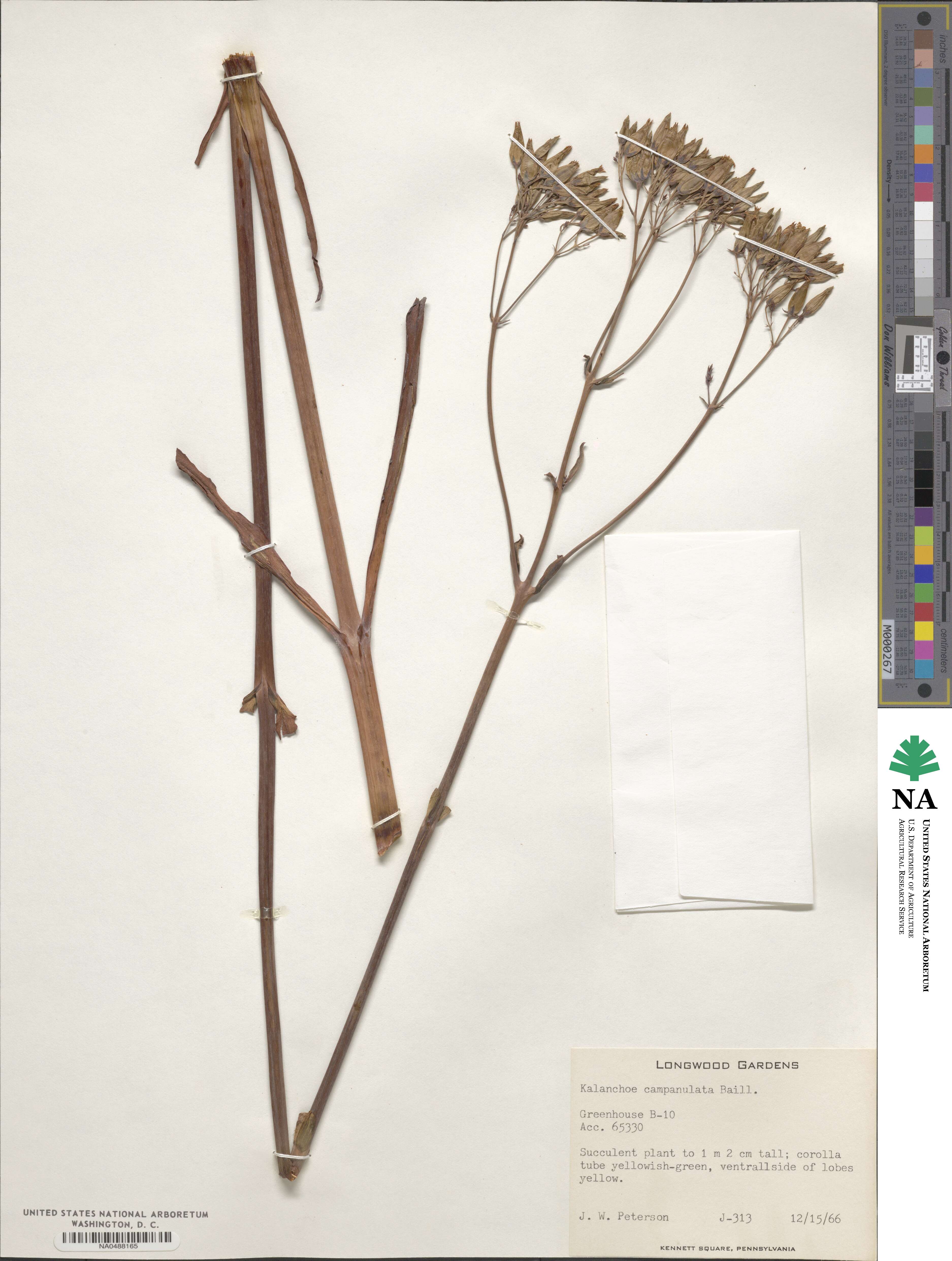 Kalanchoe campanulata image