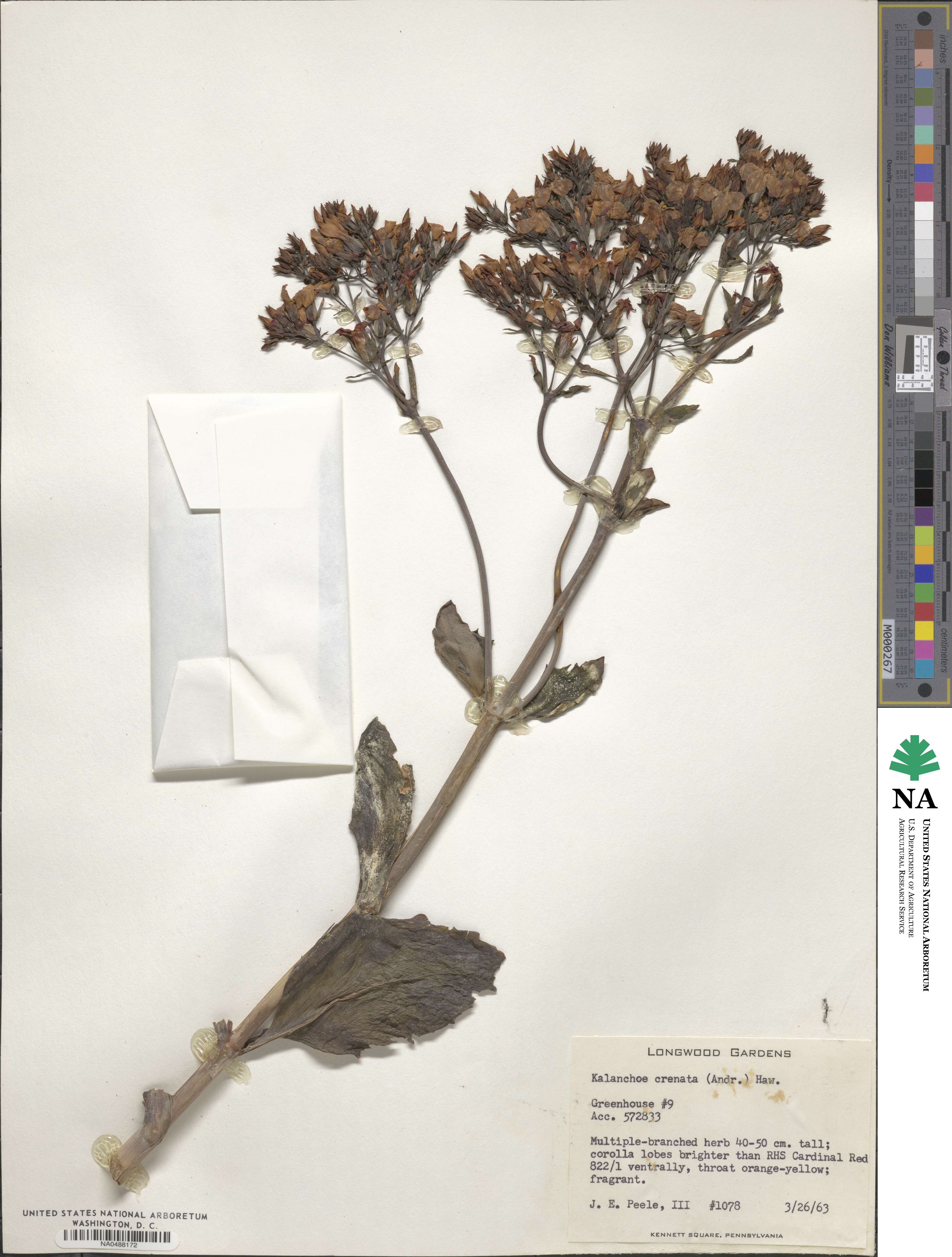 Kalanchoe crenata image