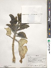 Kalanchoe petitiana image