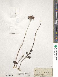 Kalanchoe rotundifolia image