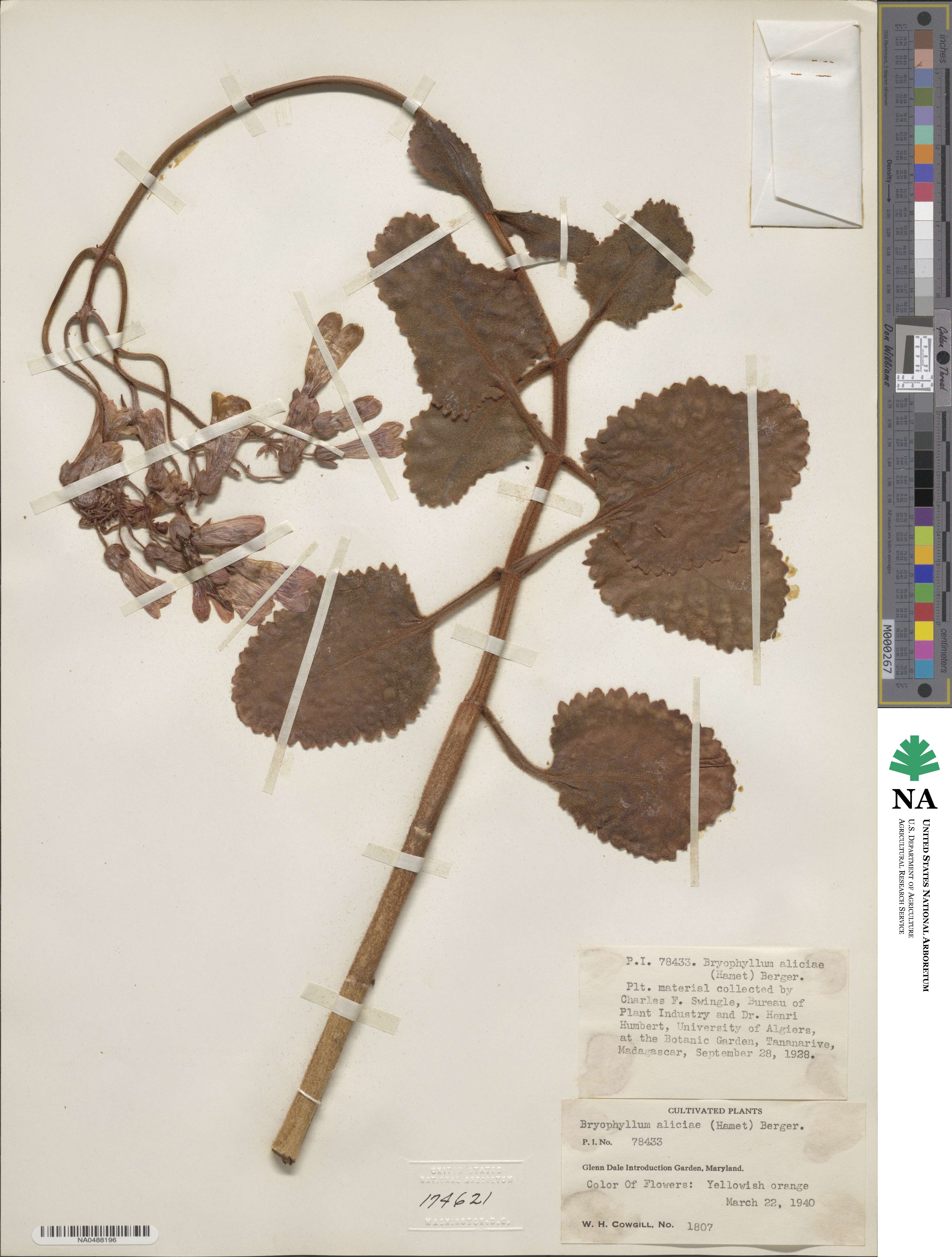Kalanchoe pubescens image