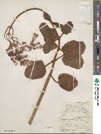 Kalanchoe pubescens image