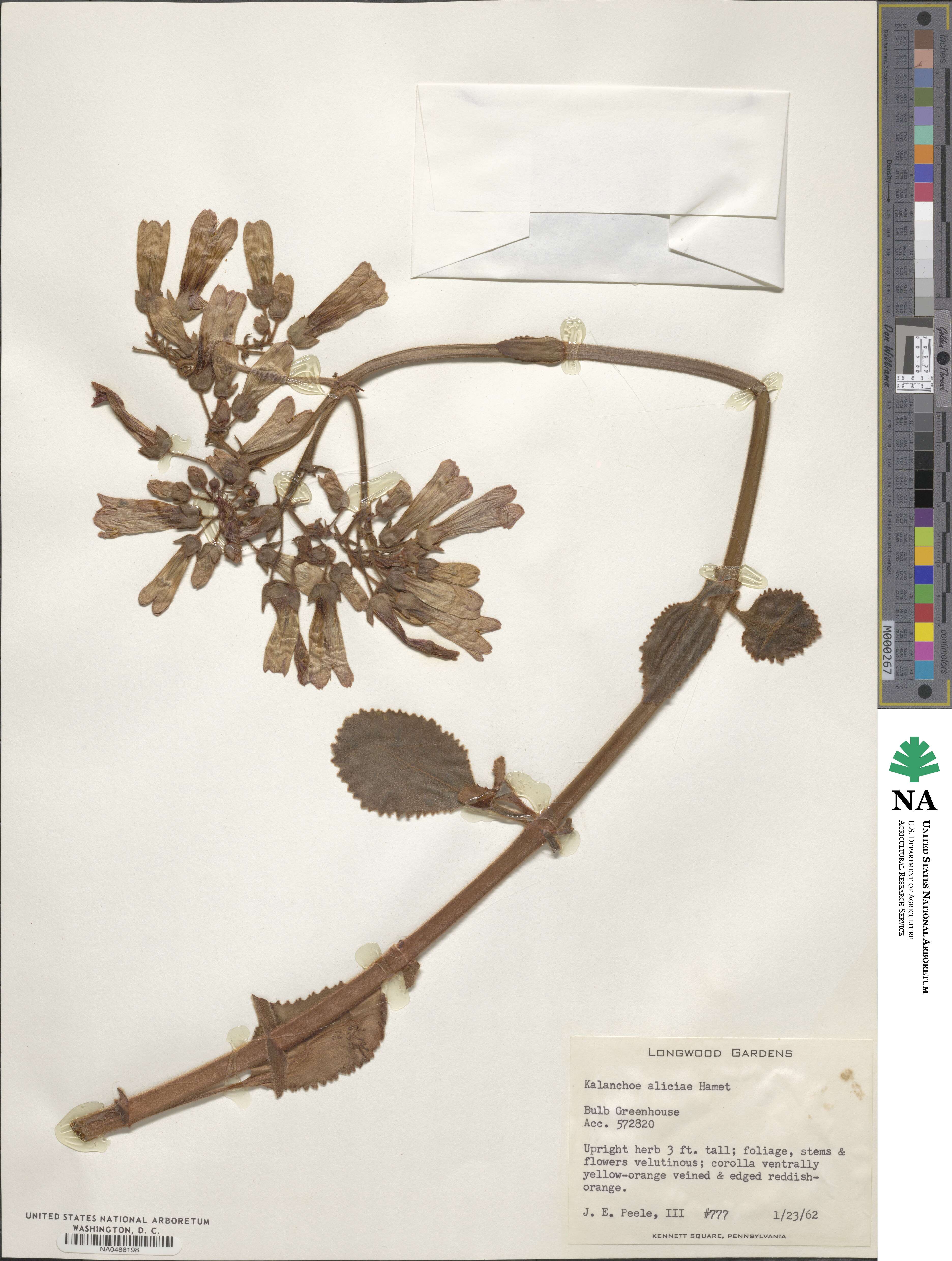 Kalanchoe pubescens image