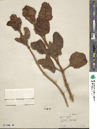 Kalanchoe pubescens image