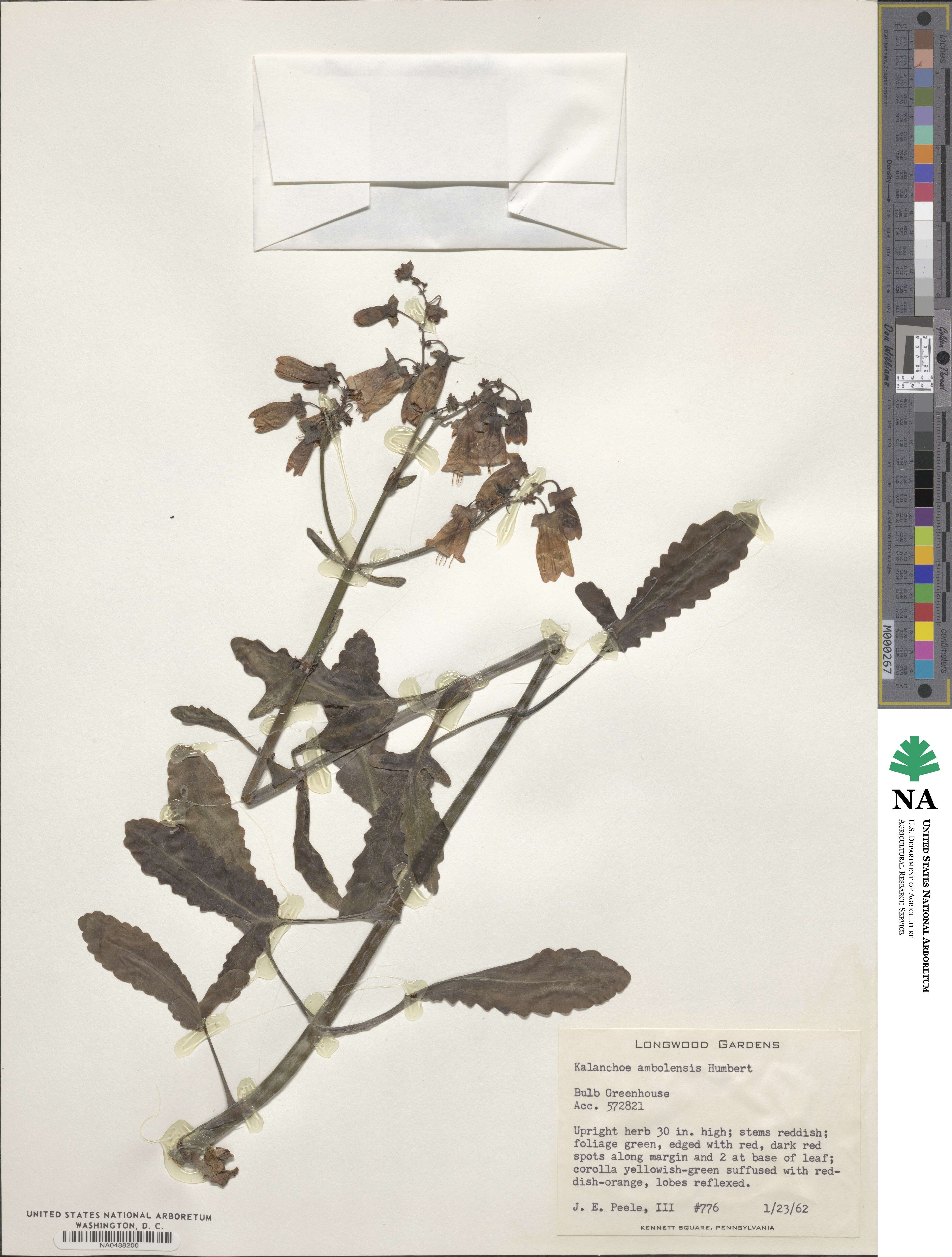 Kalanchoe ambolensis image