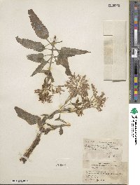 Kalanchoe aromatica image