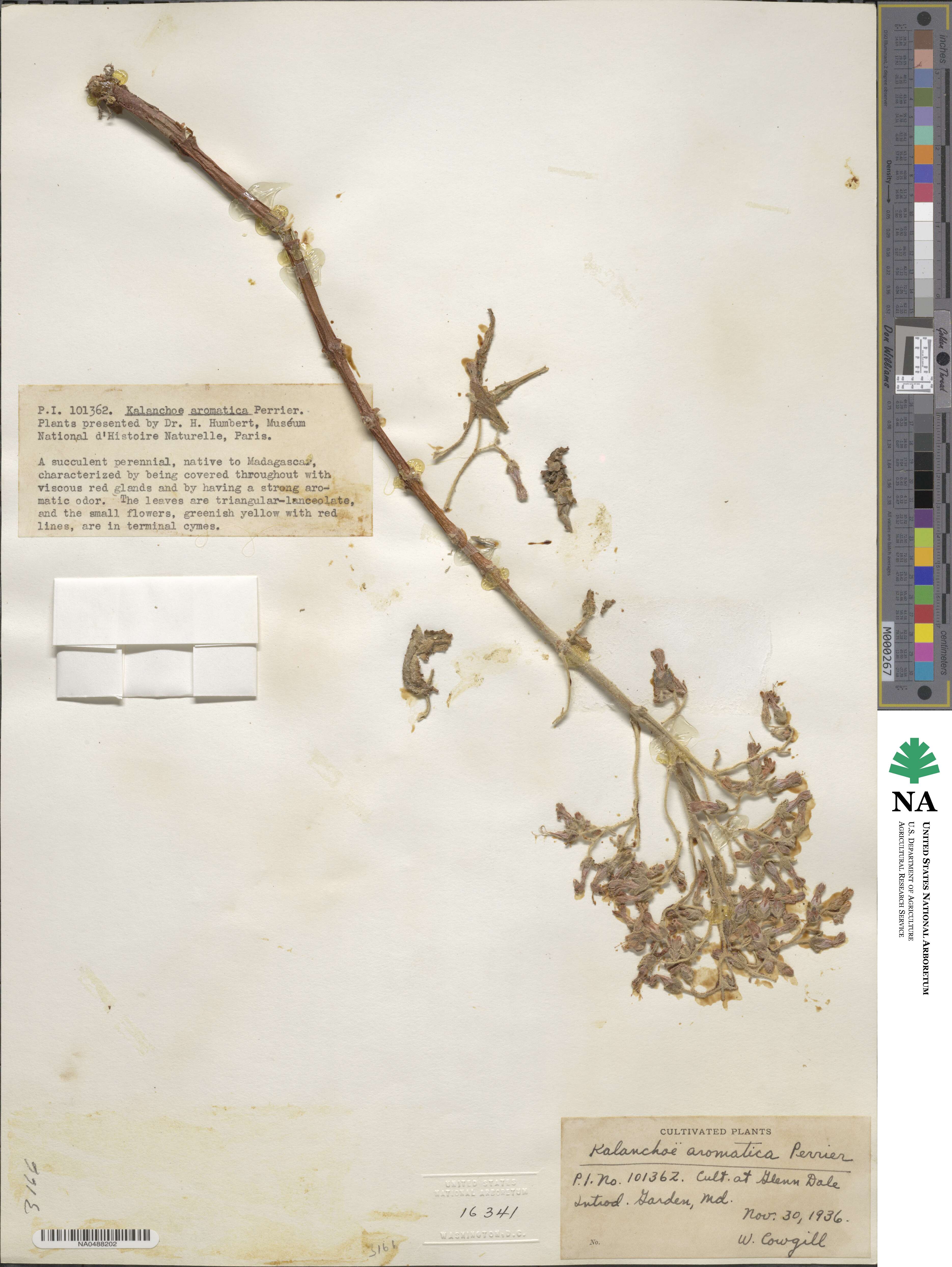 Kalanchoe aromatica image