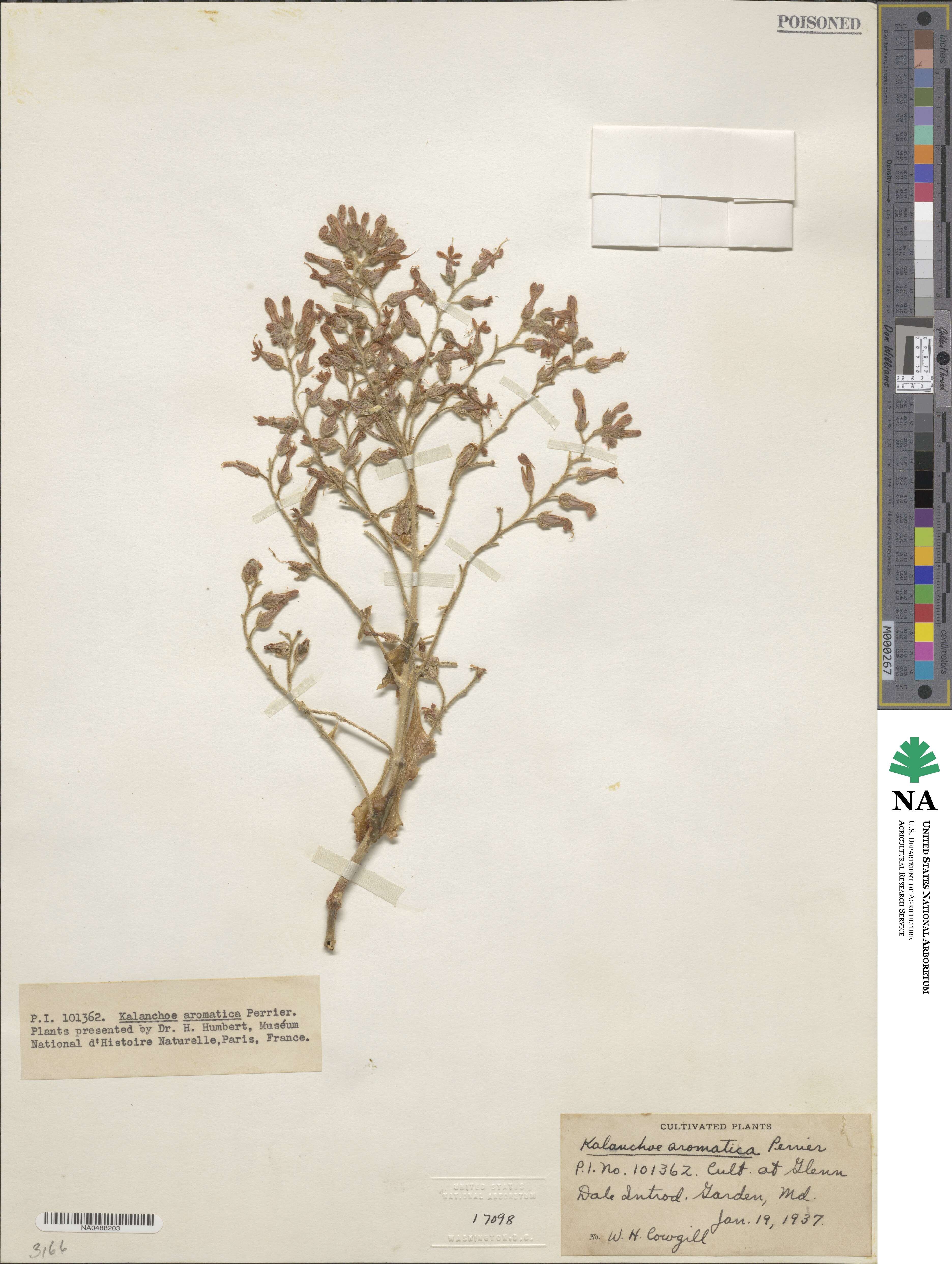 Kalanchoe aromatica image