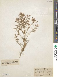 Kalanchoe aromatica image