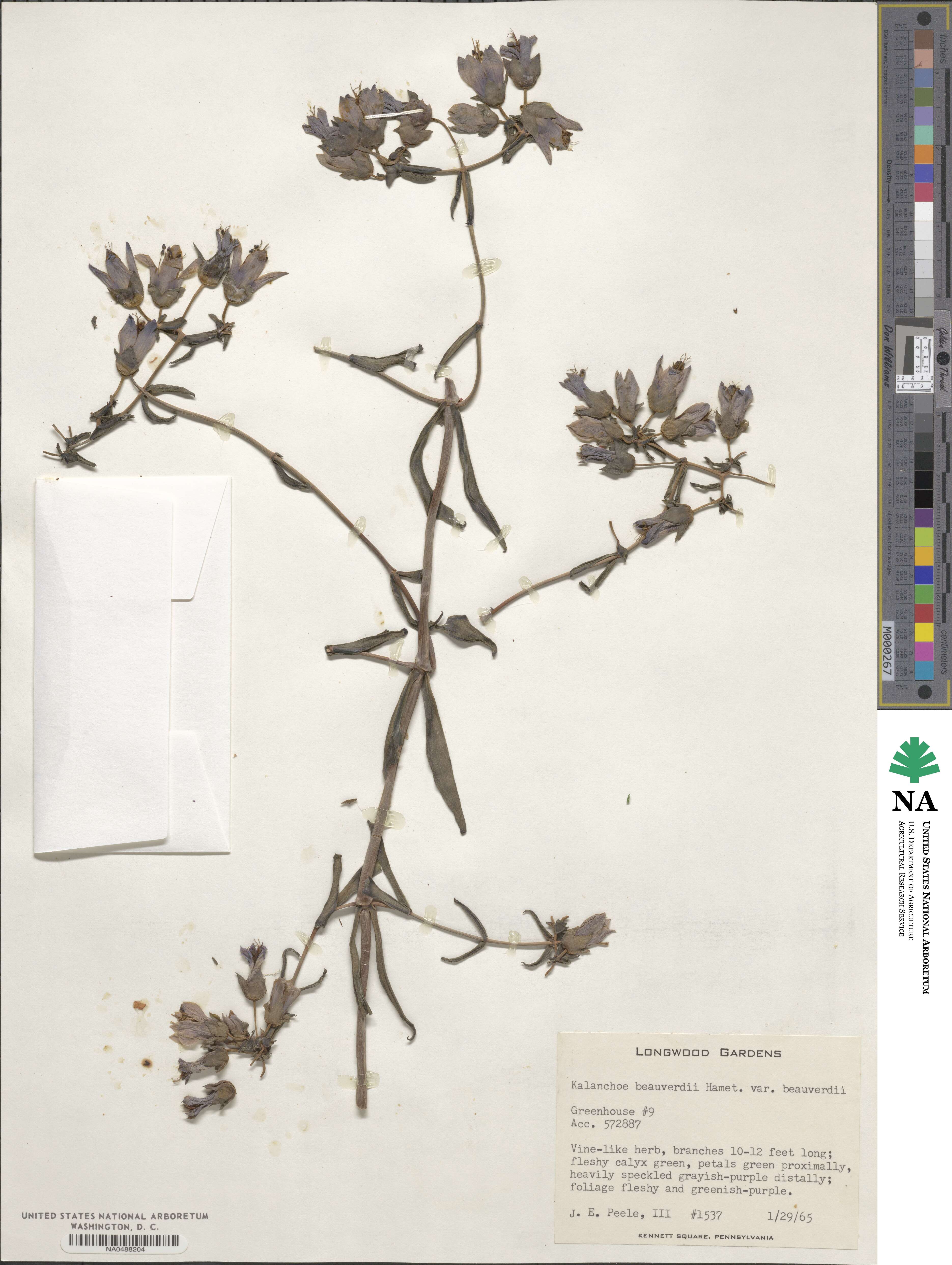 Kalanchoe beauverdii image