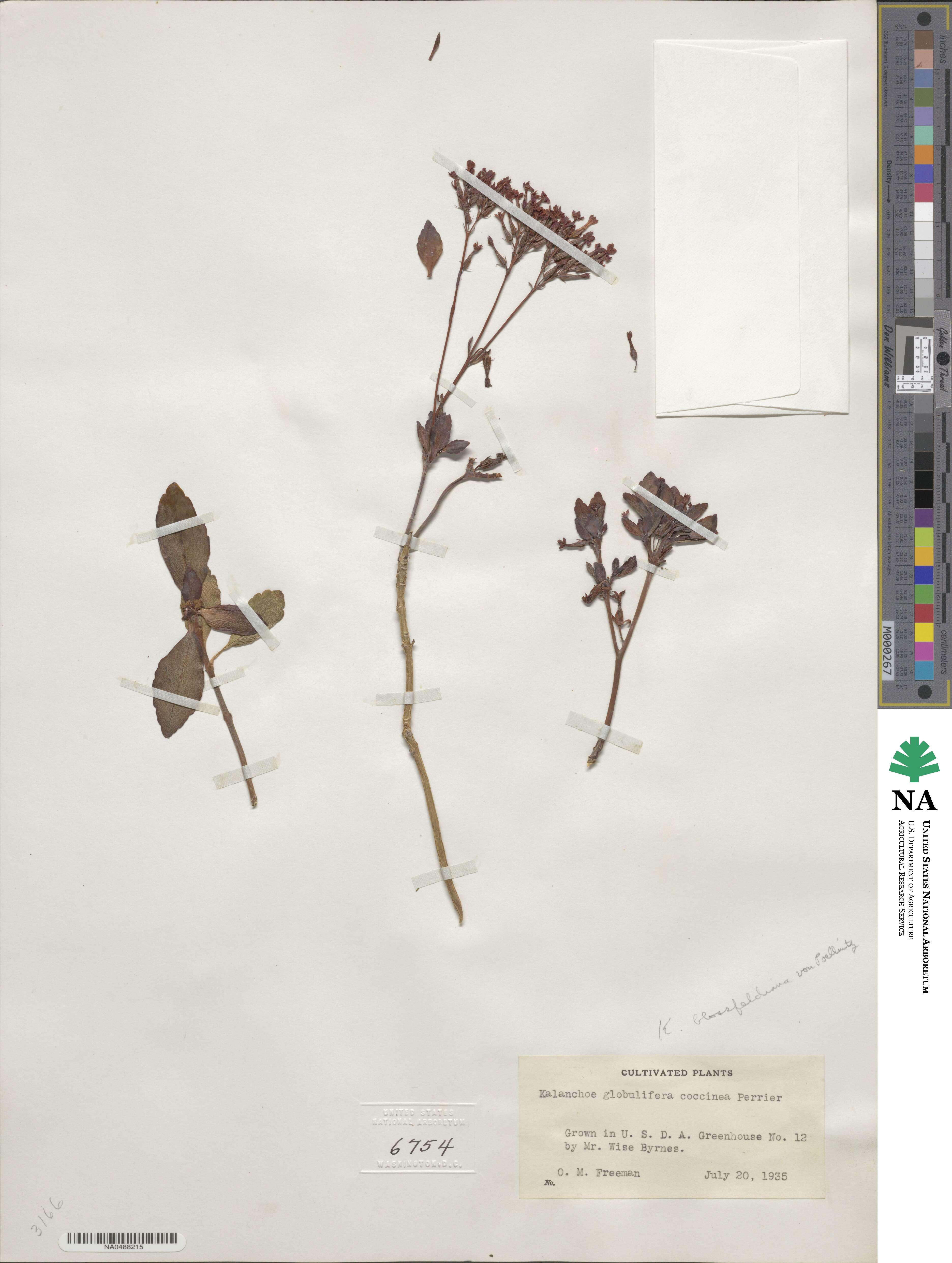 Kalanchoe blossfeldiana image