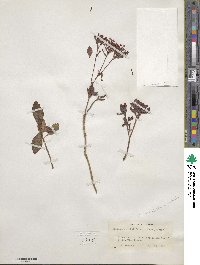Kalanchoe blossfeldiana image