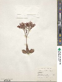 Kalanchoe blossfeldiana image