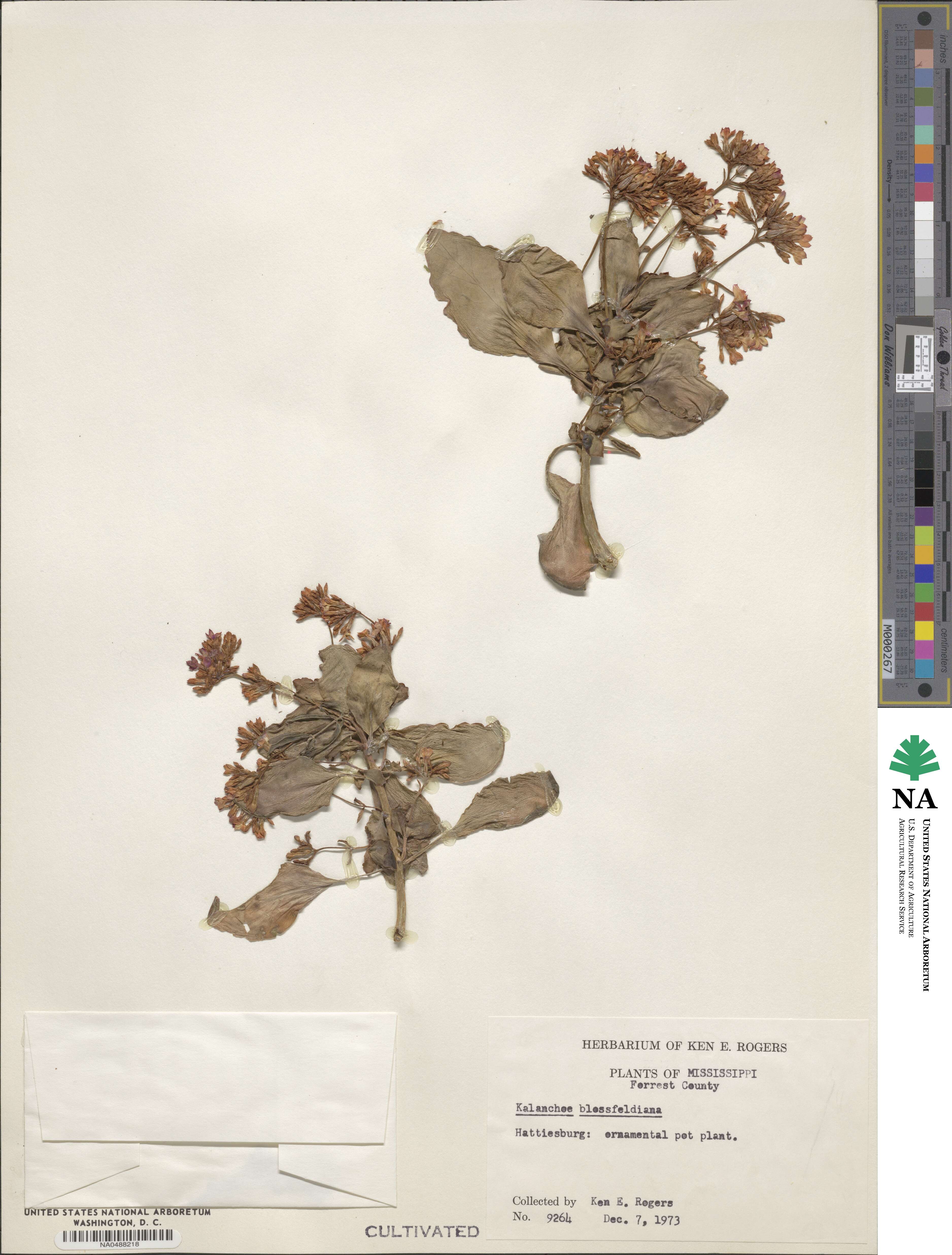 Kalanchoe blossfeldiana image