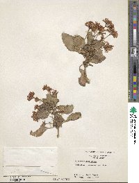 Kalanchoe blossfeldiana image