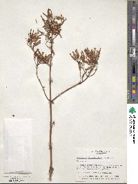 Kalanchoe blossfeldiana image