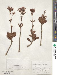 Kalanchoe blossfeldiana image
