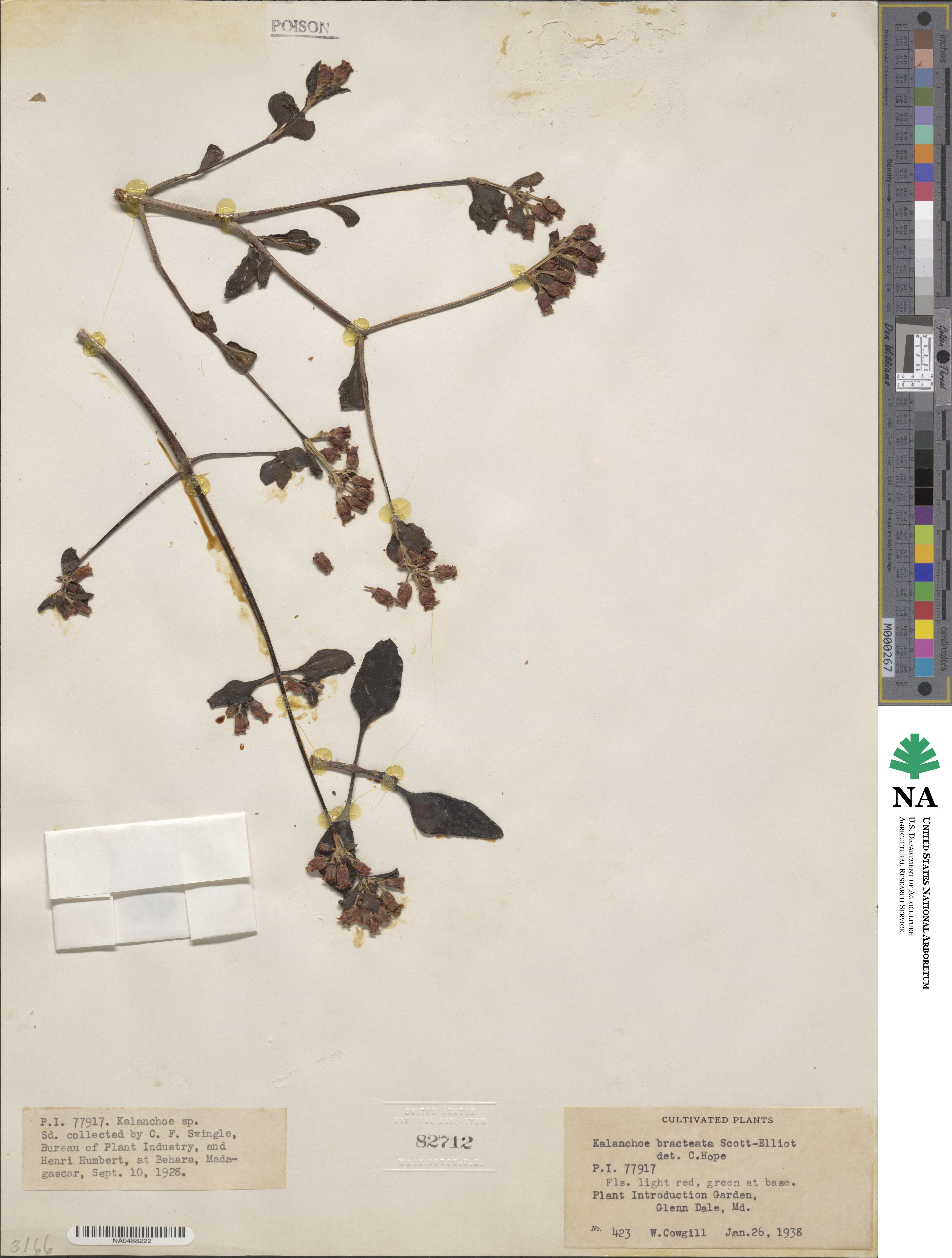 Kalanchoe bracteata image