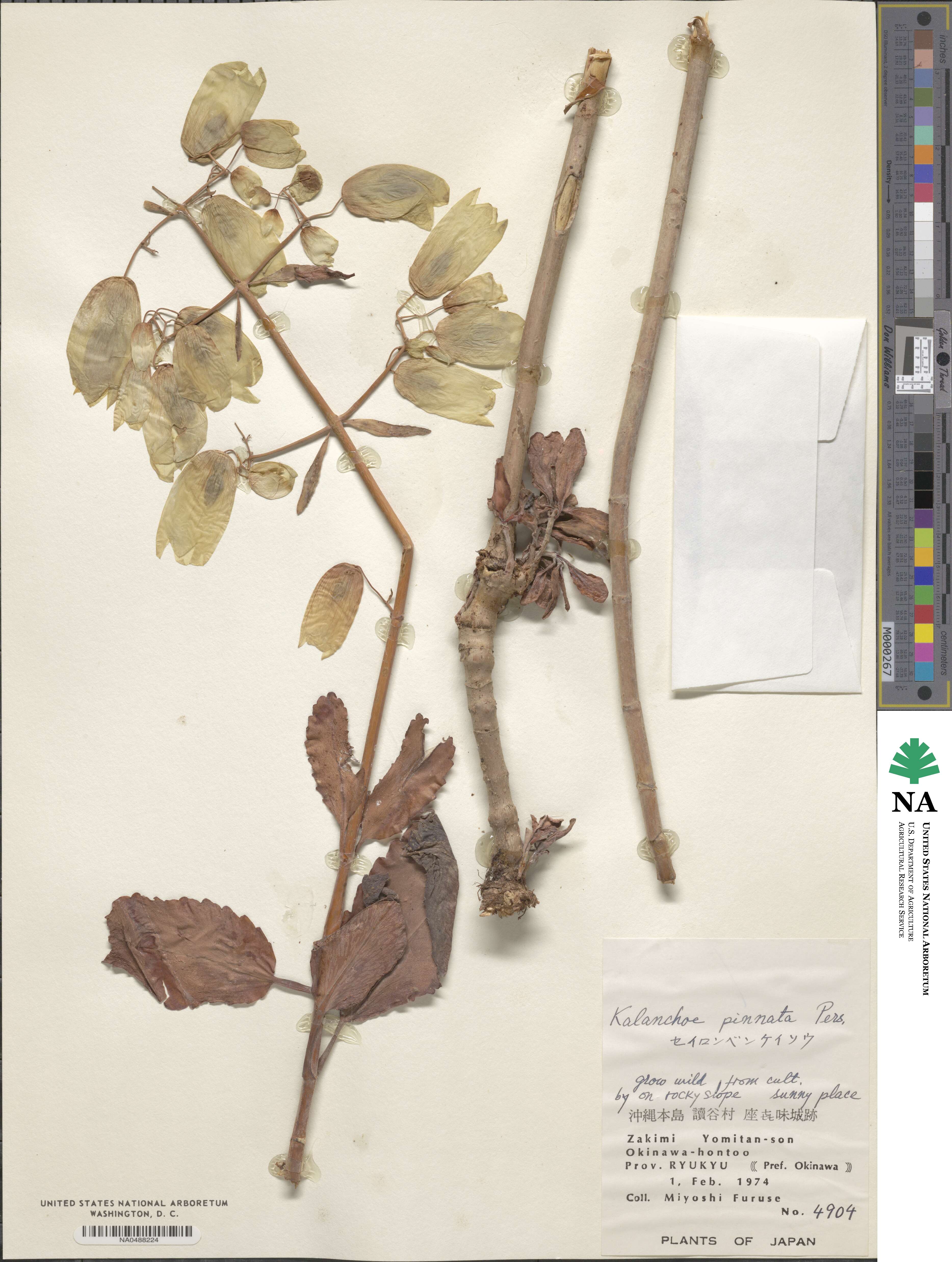 Kalanchoe pinnata image