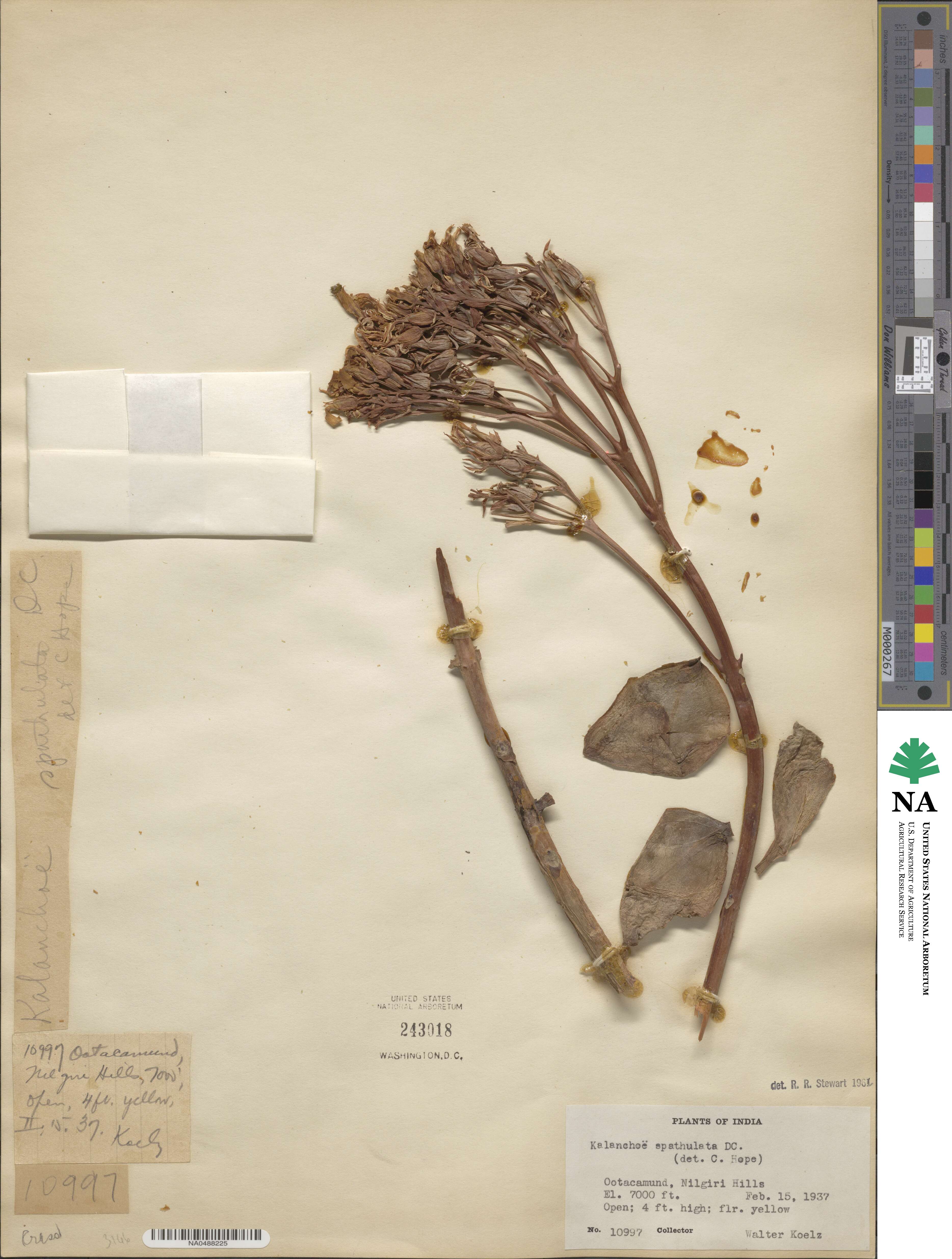 Kalanchoe spathulata image