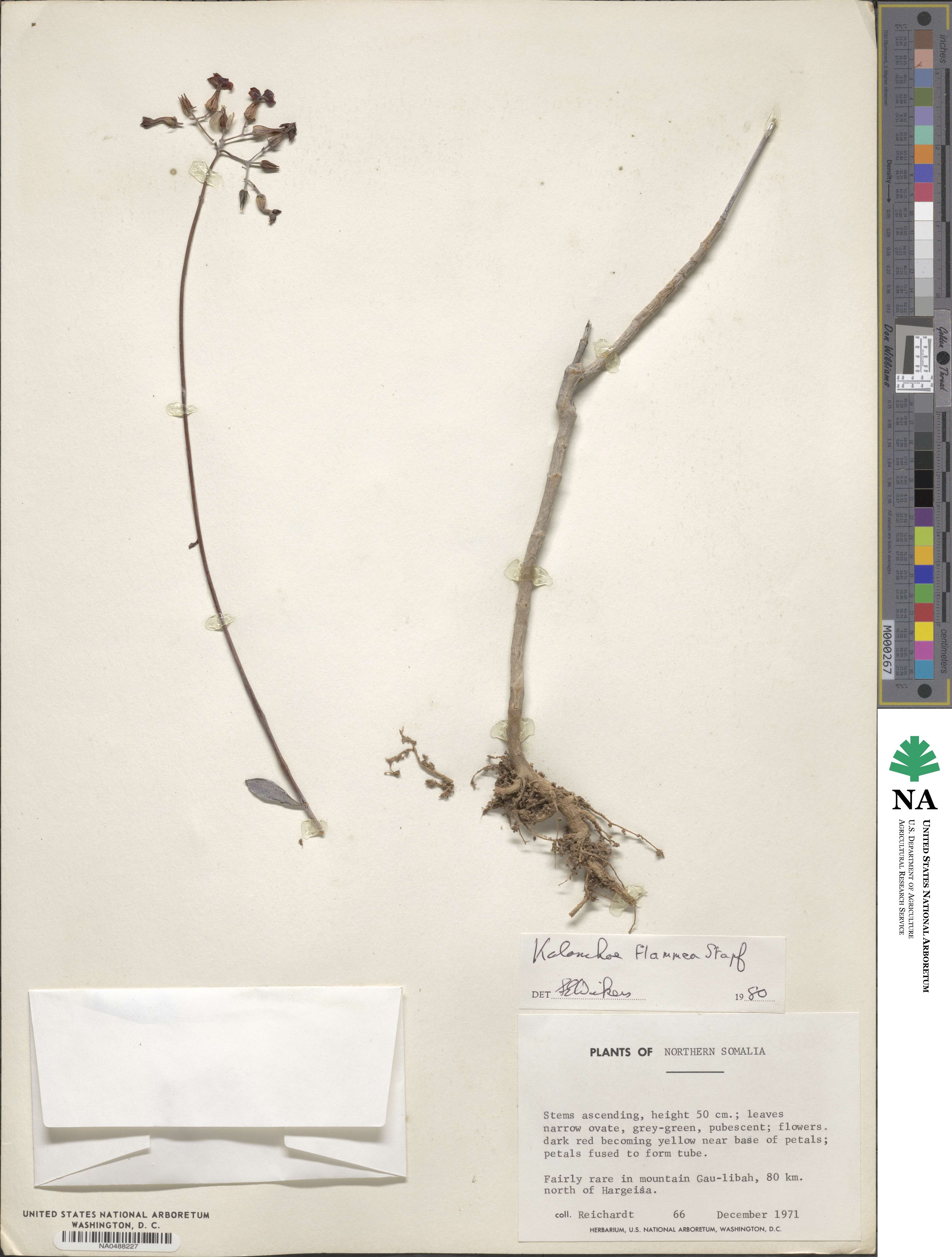 Kalanchoe glaucescens image