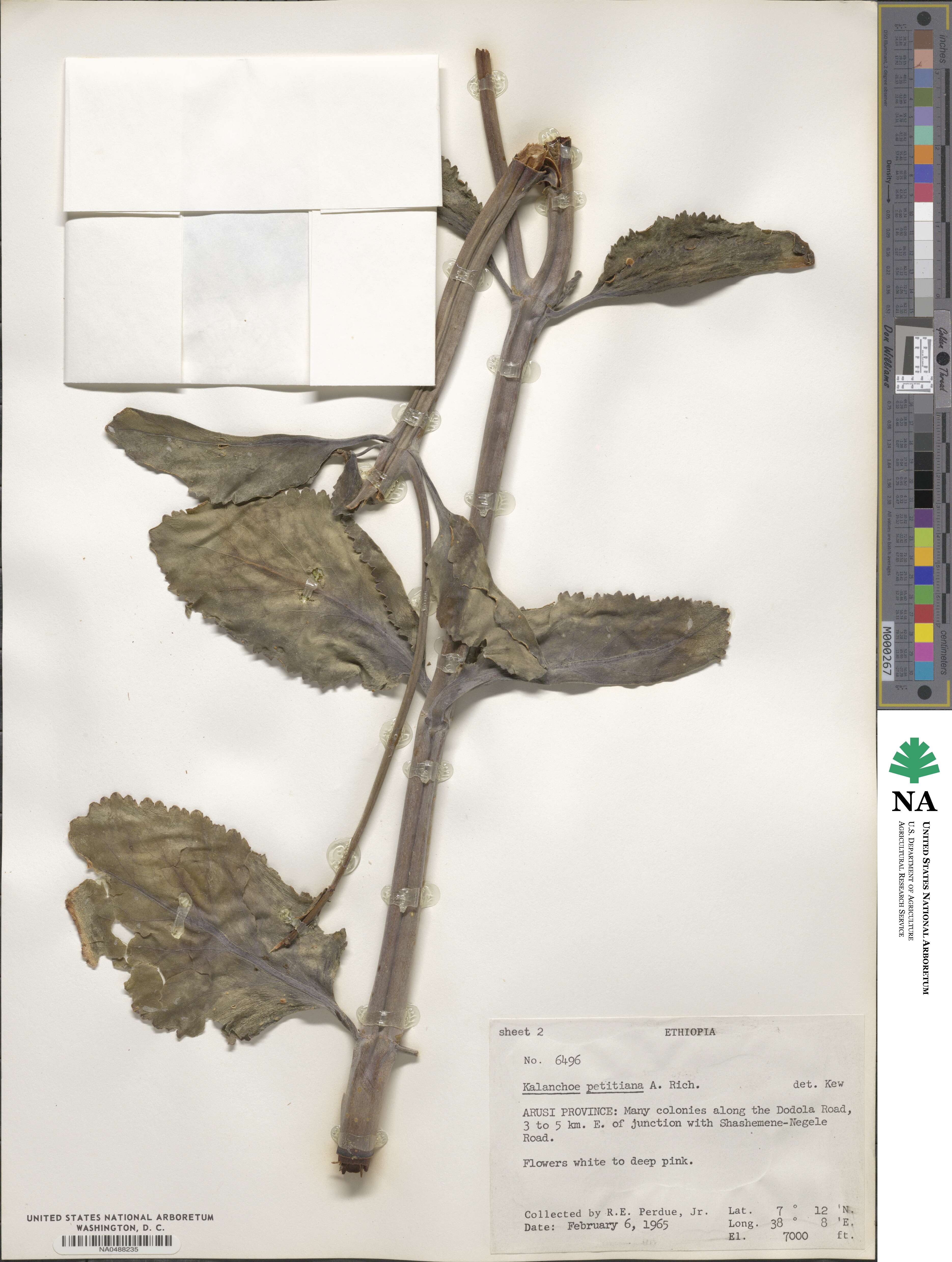 Kalanchoe petitiana image