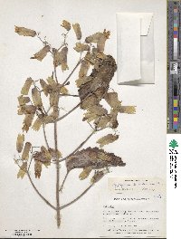 Kalanchoe pinnata image