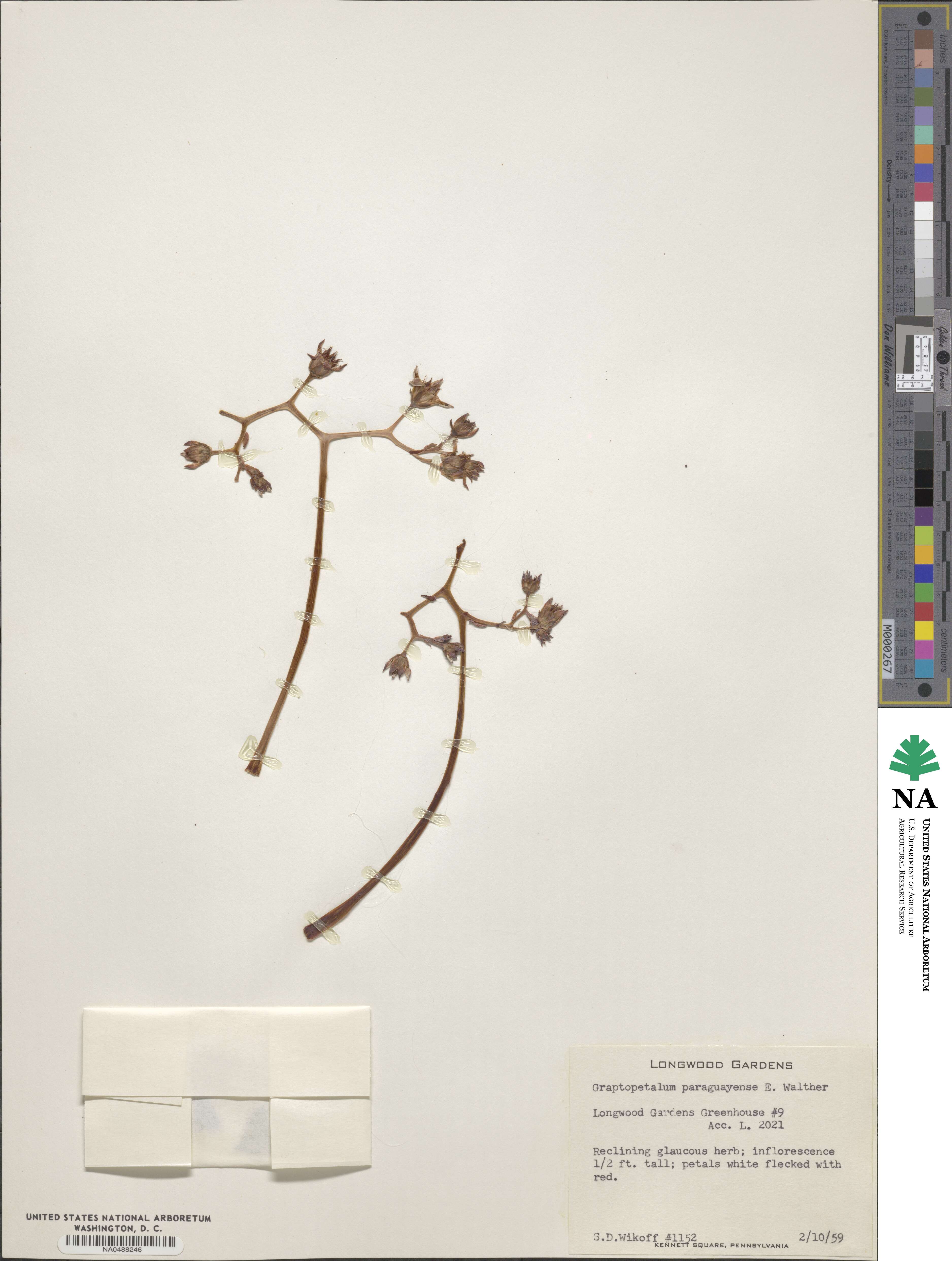 Graptopetalum paraguayense image