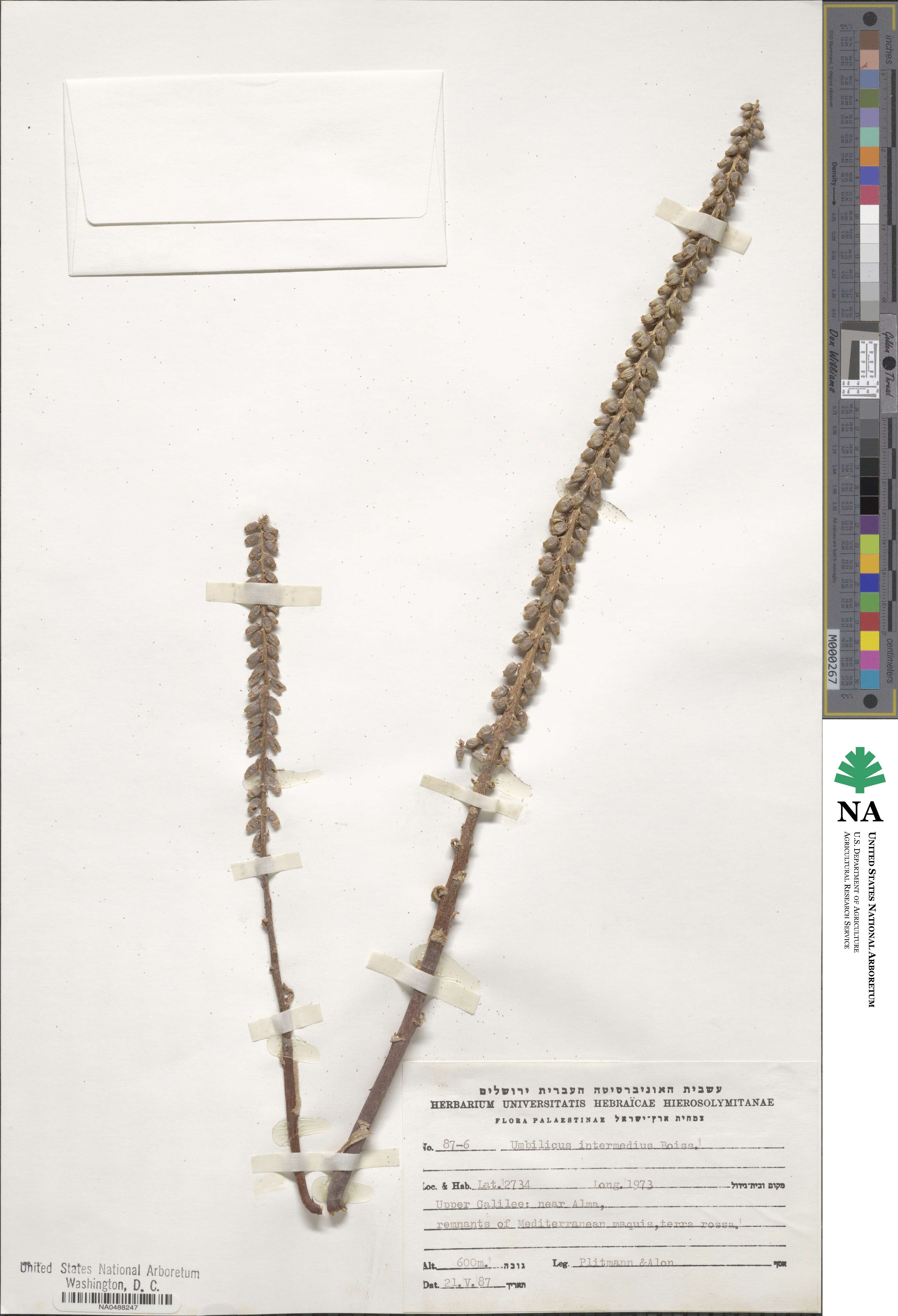 Umbilicus horizontalis var. intermedius image