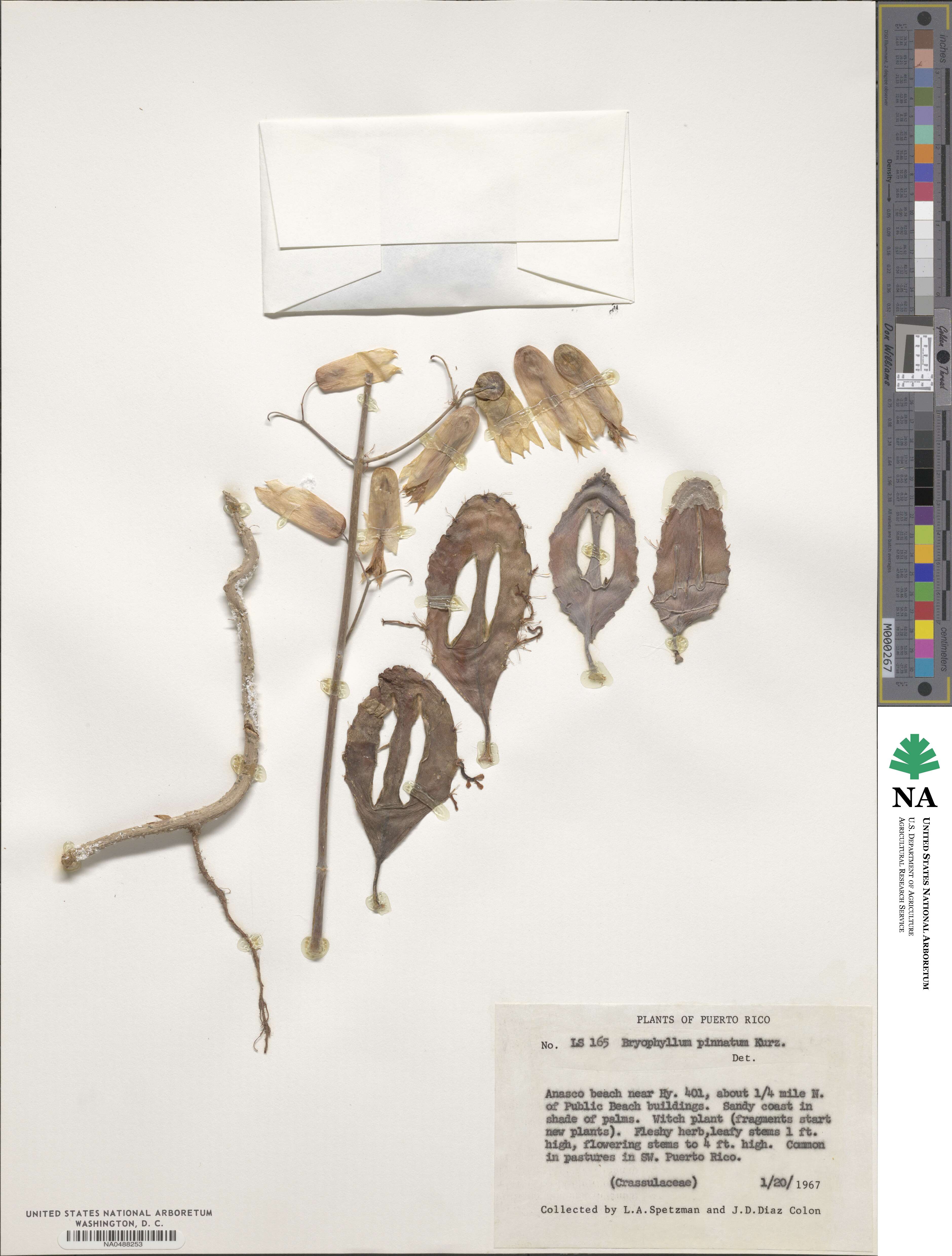 Kalanchoe pinnata image