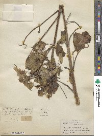 Kalanchoe pinnata image