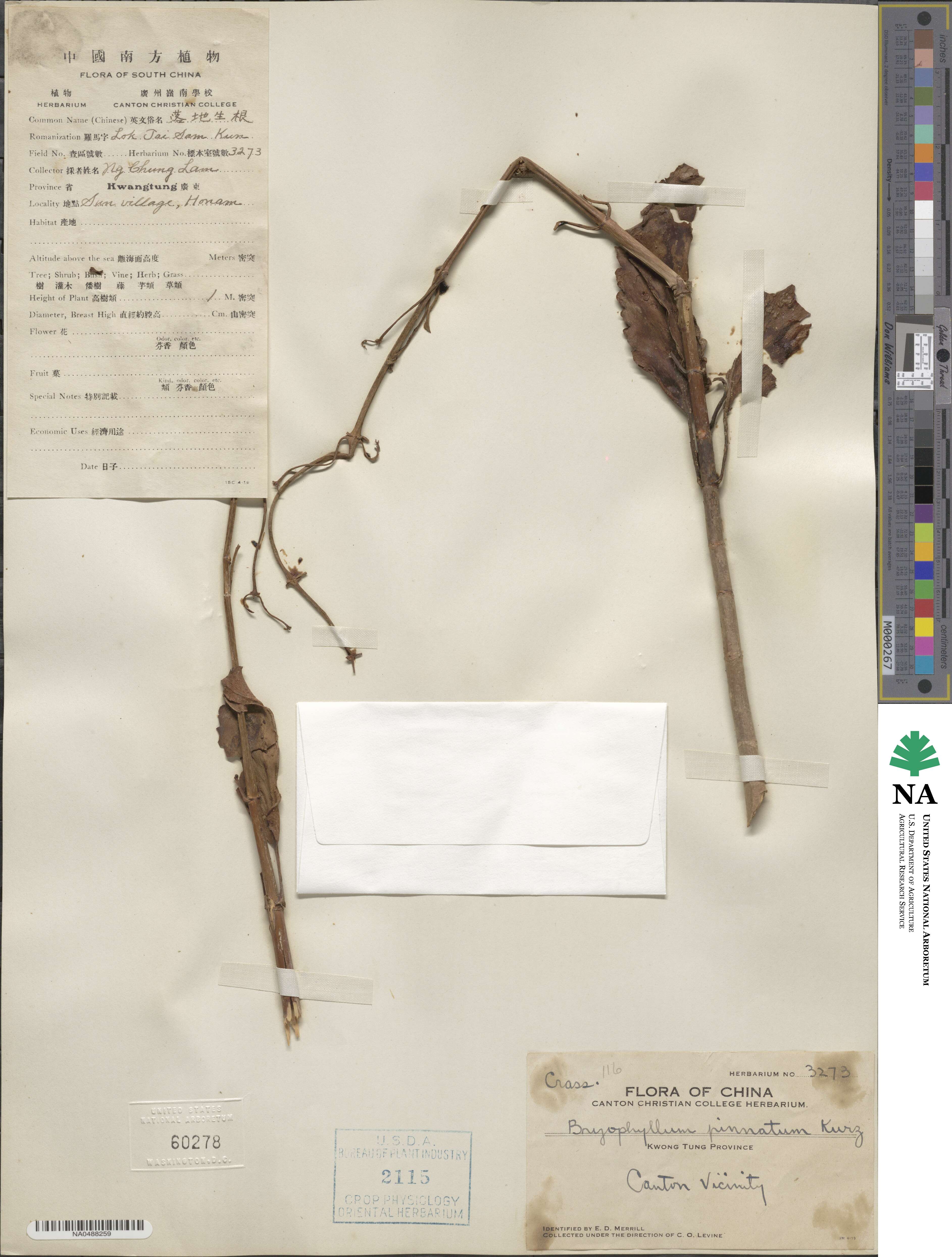 Kalanchoe pinnata image