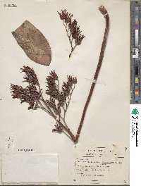 Echeveria subrigida image
