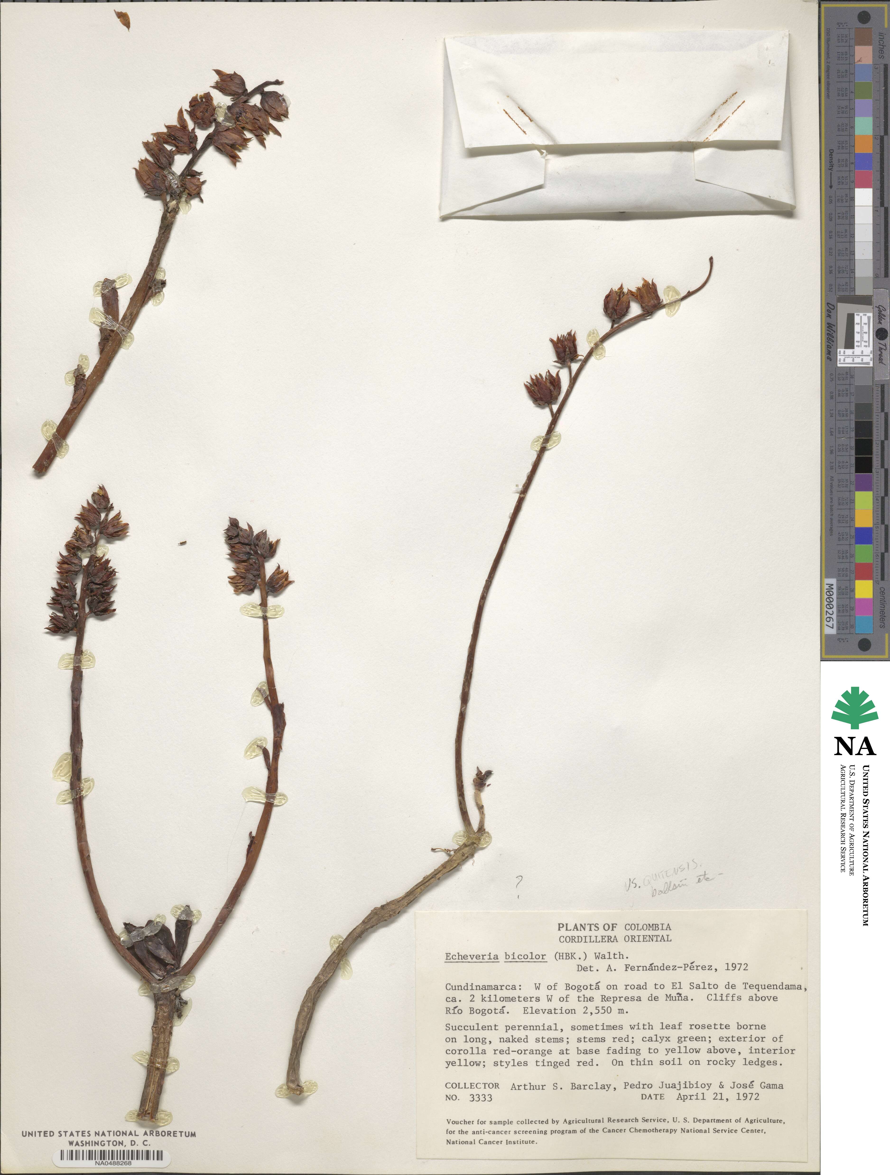 Echeveria bicolor image