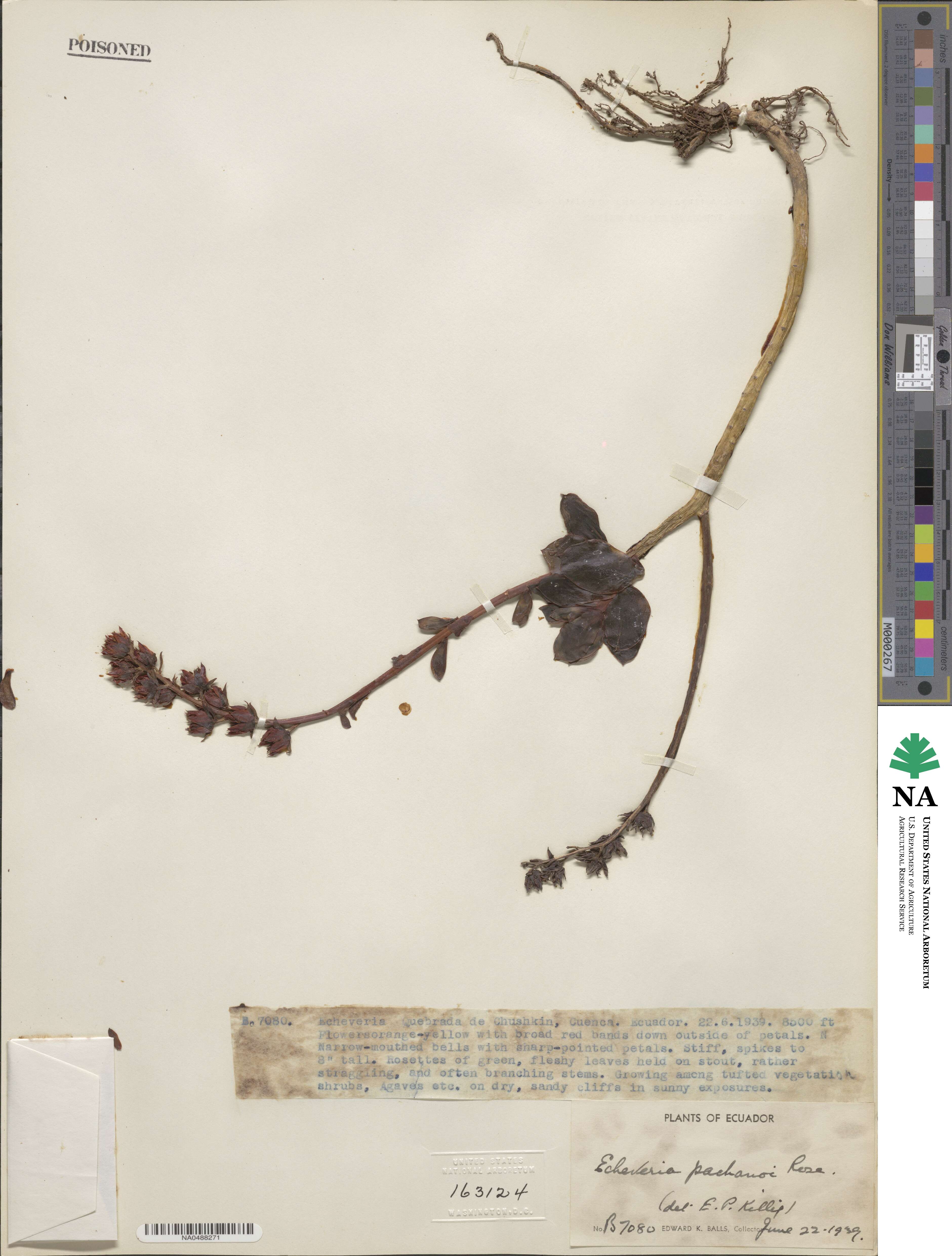 Echeveria quitensis image