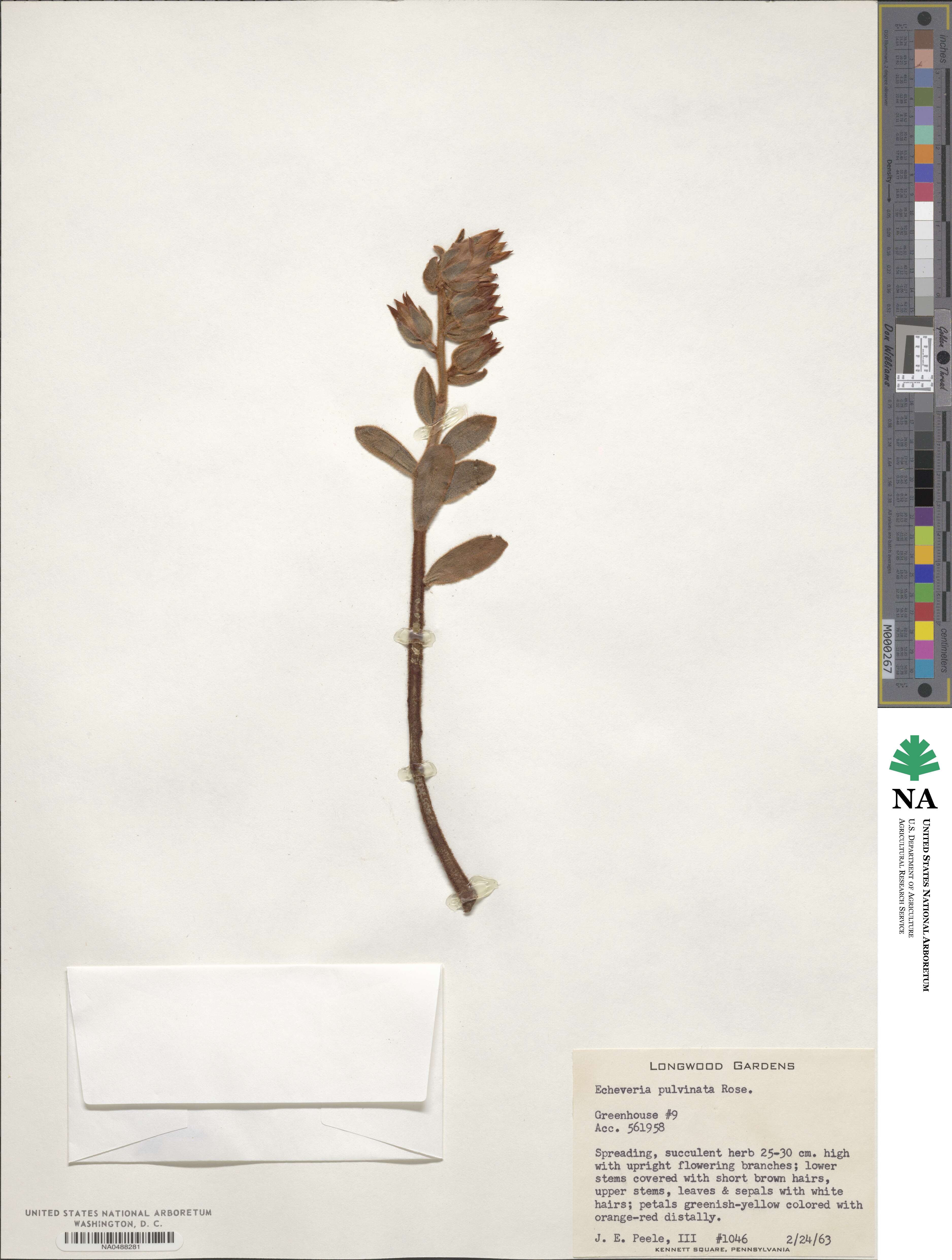 Echeveria pulvinata image