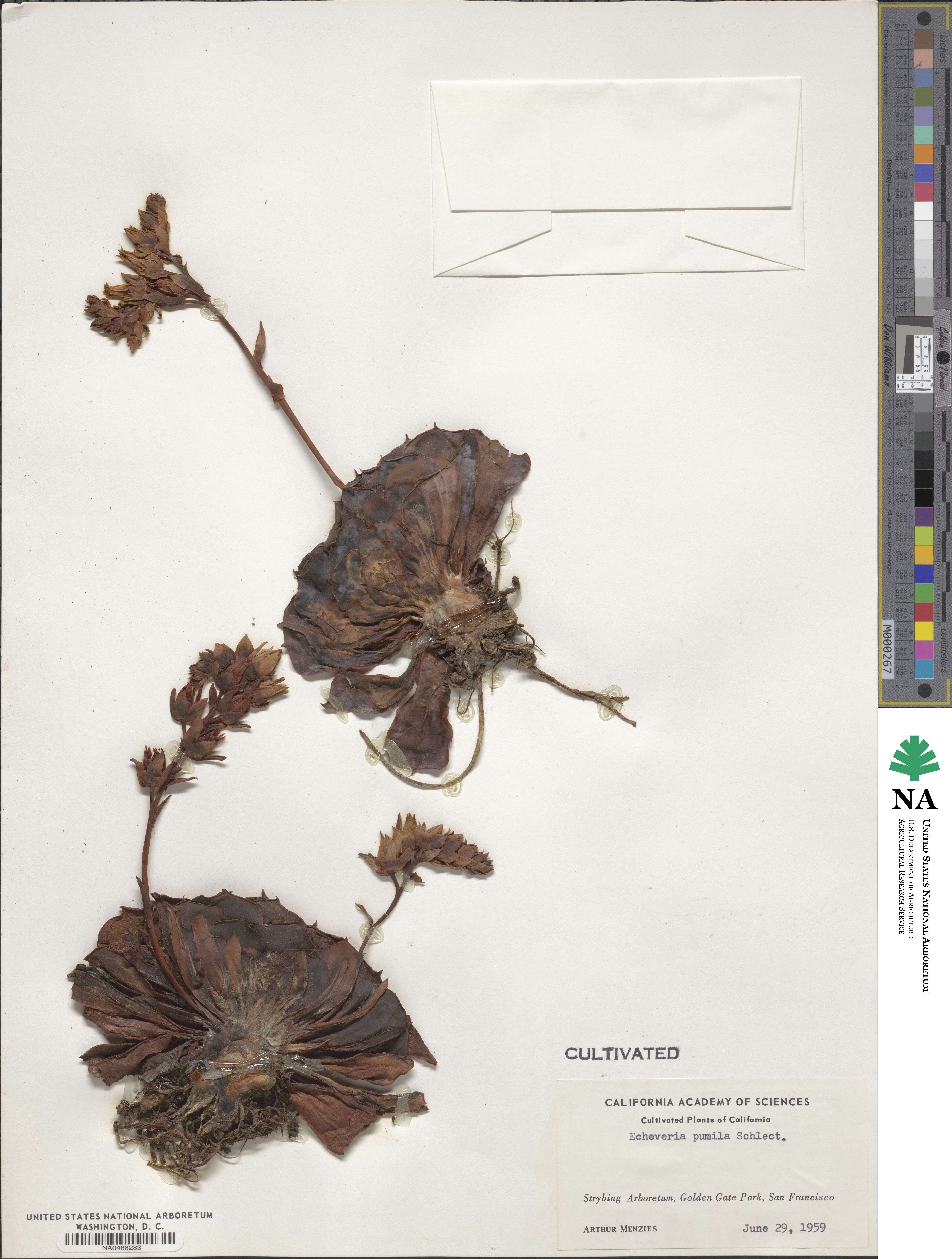 Echeveria secunda image