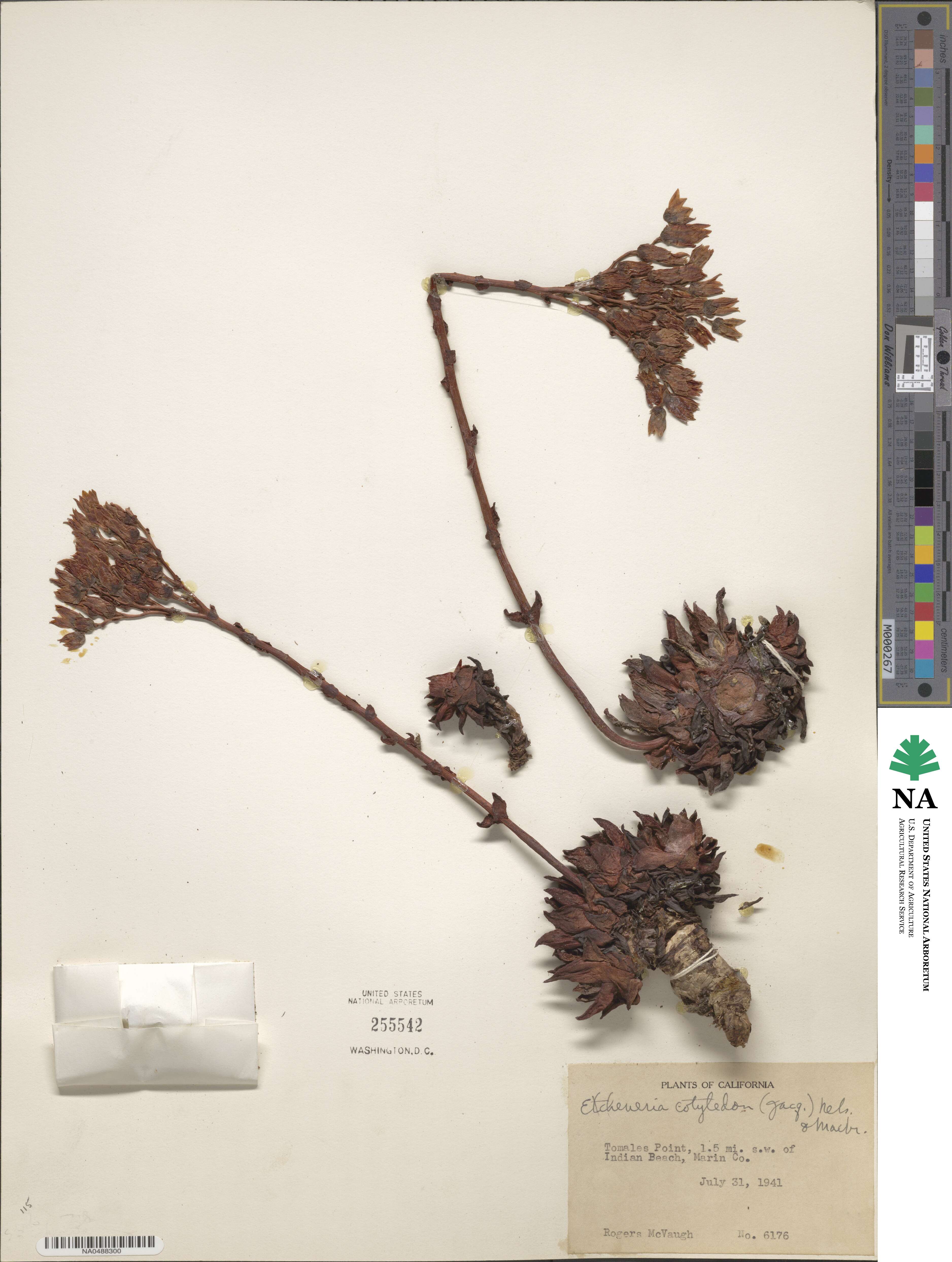 Dudleya caespitosa image