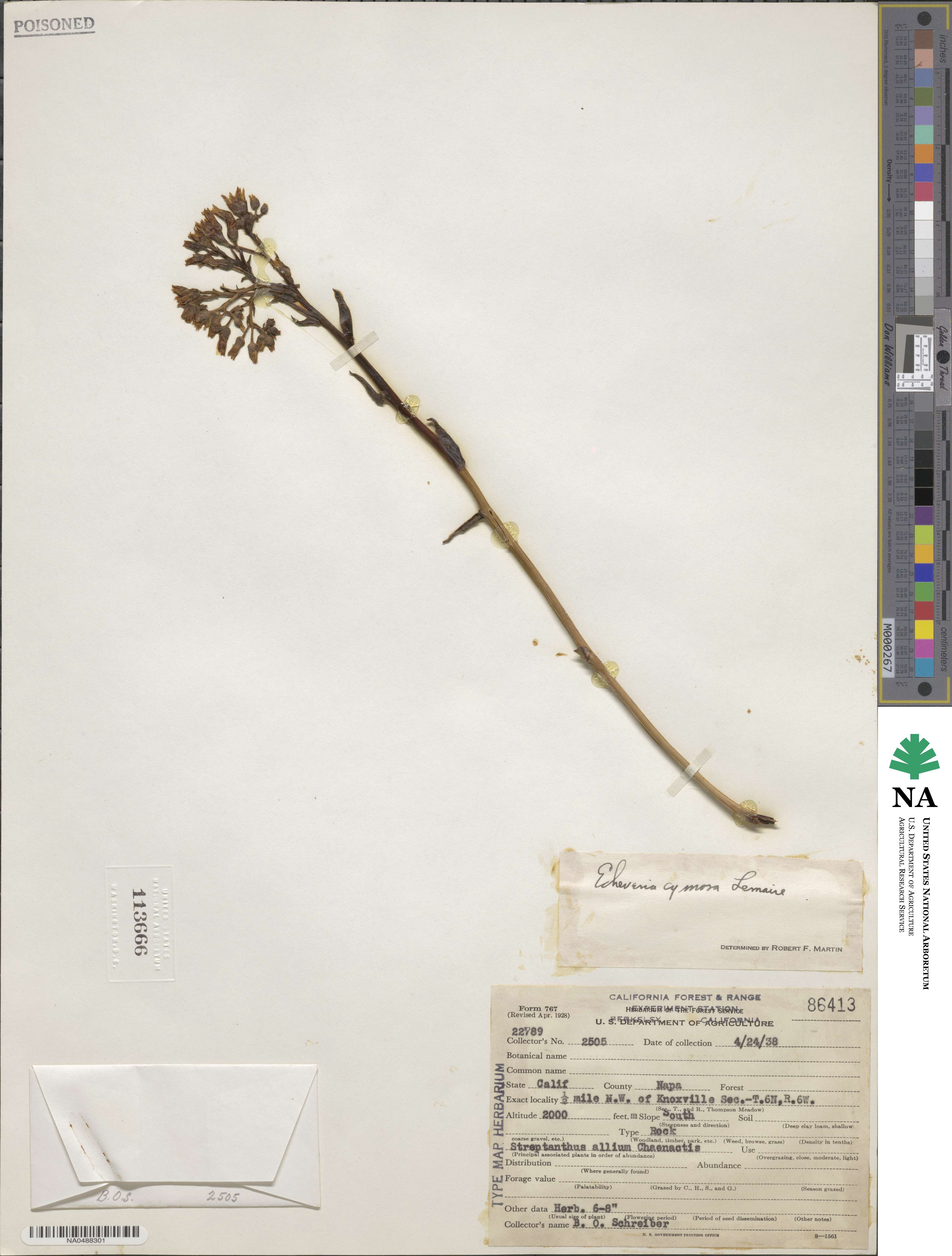 Dudleya cymosa subsp. cymosa image