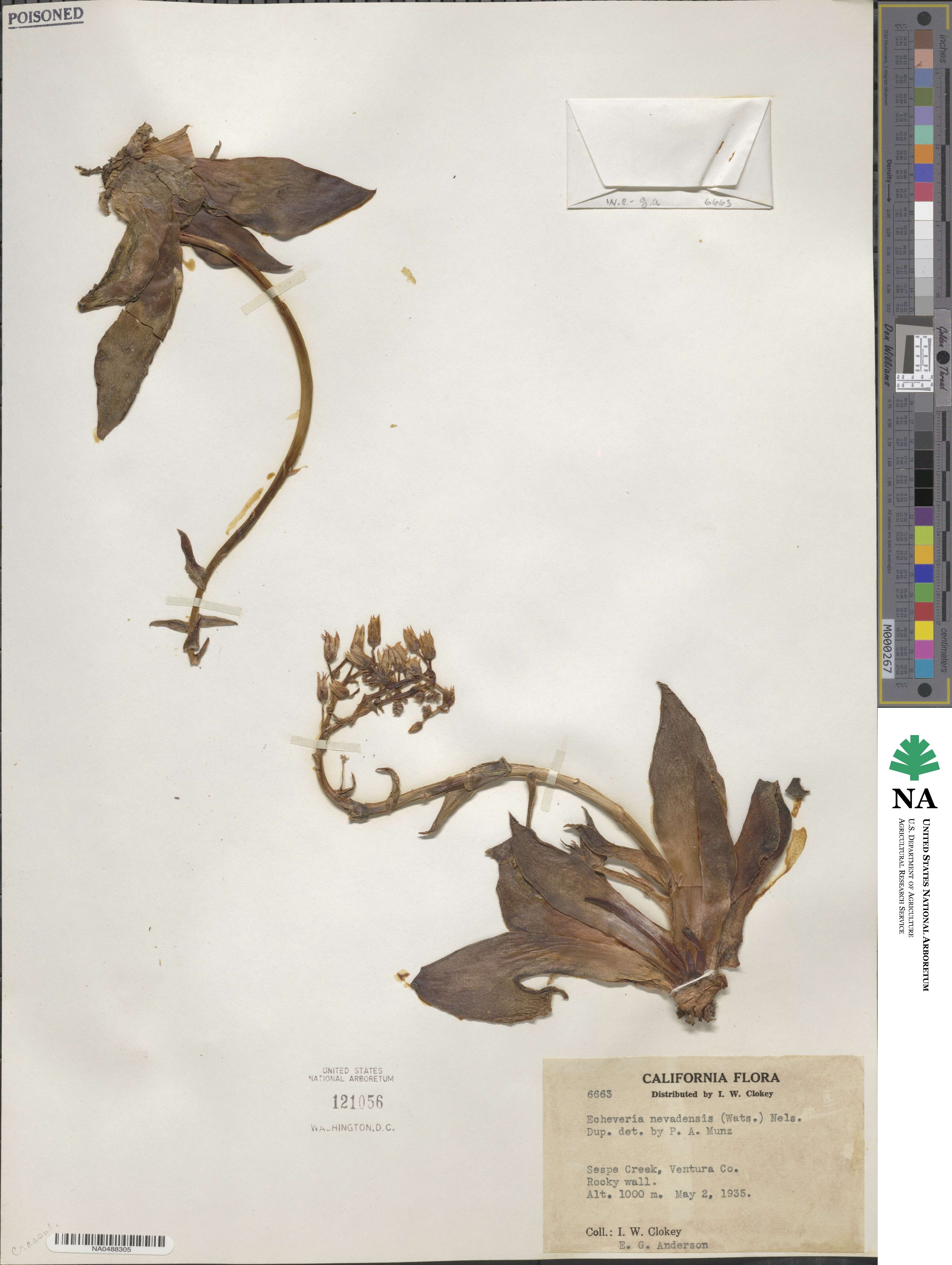 Dudleya cymosa image